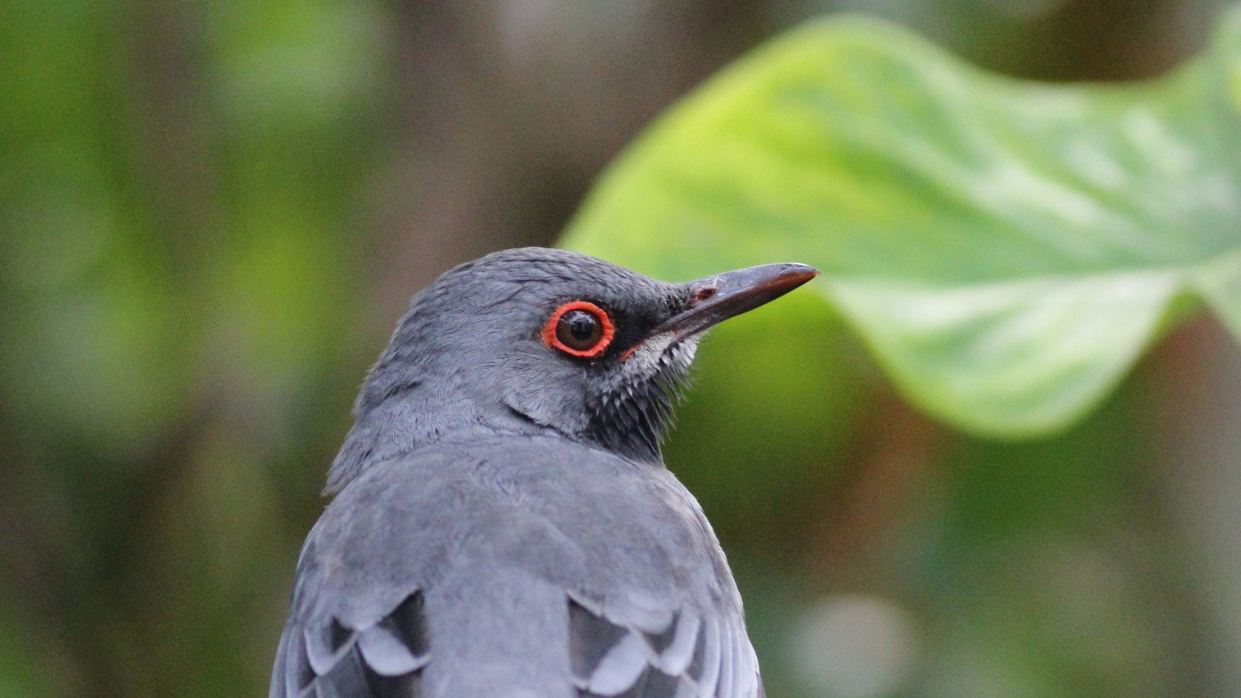 Red-legged Thrush