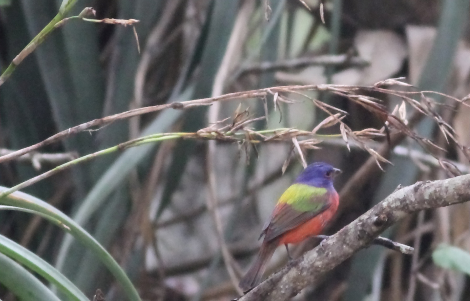 Painted Bunting
