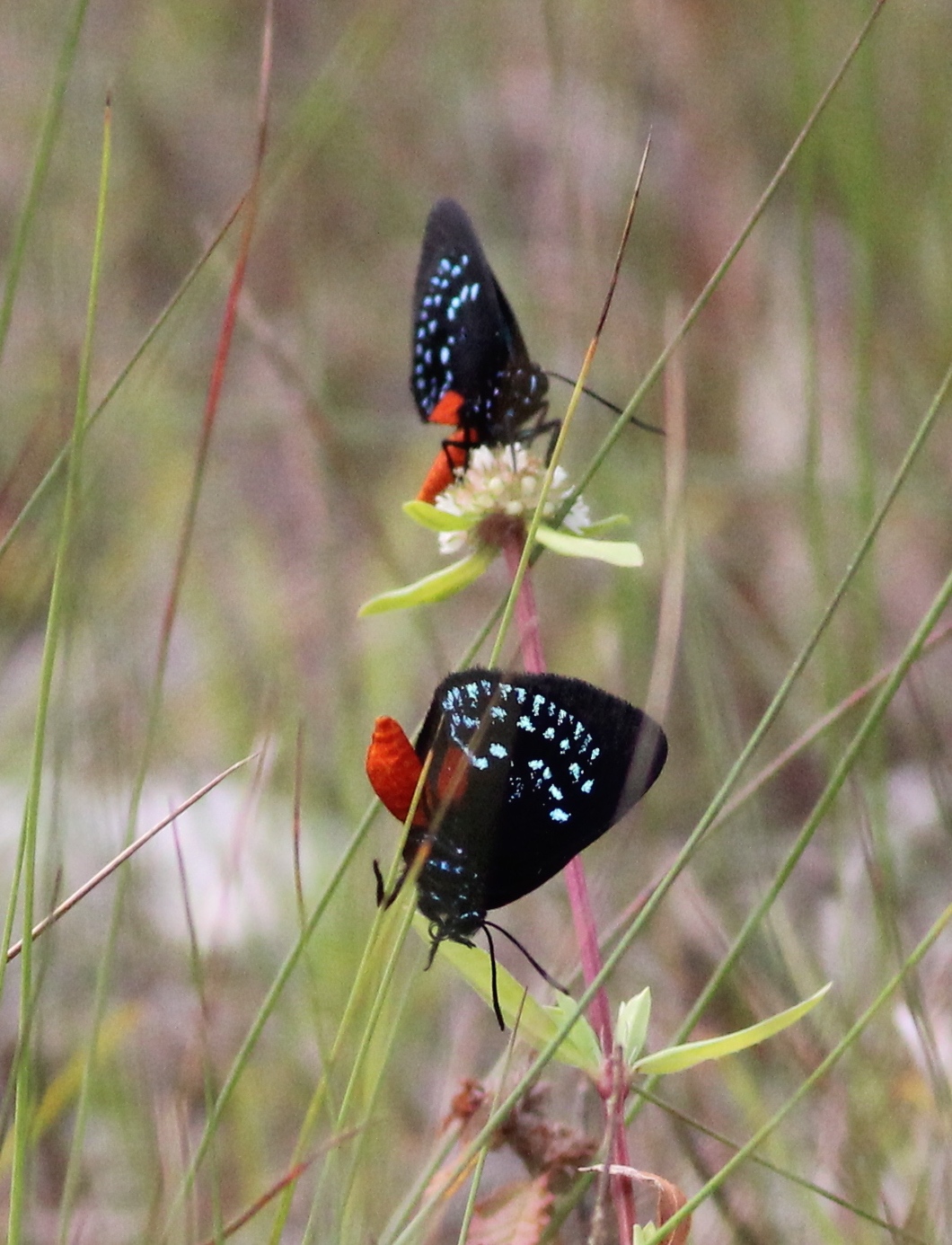 Atala Hairstreak