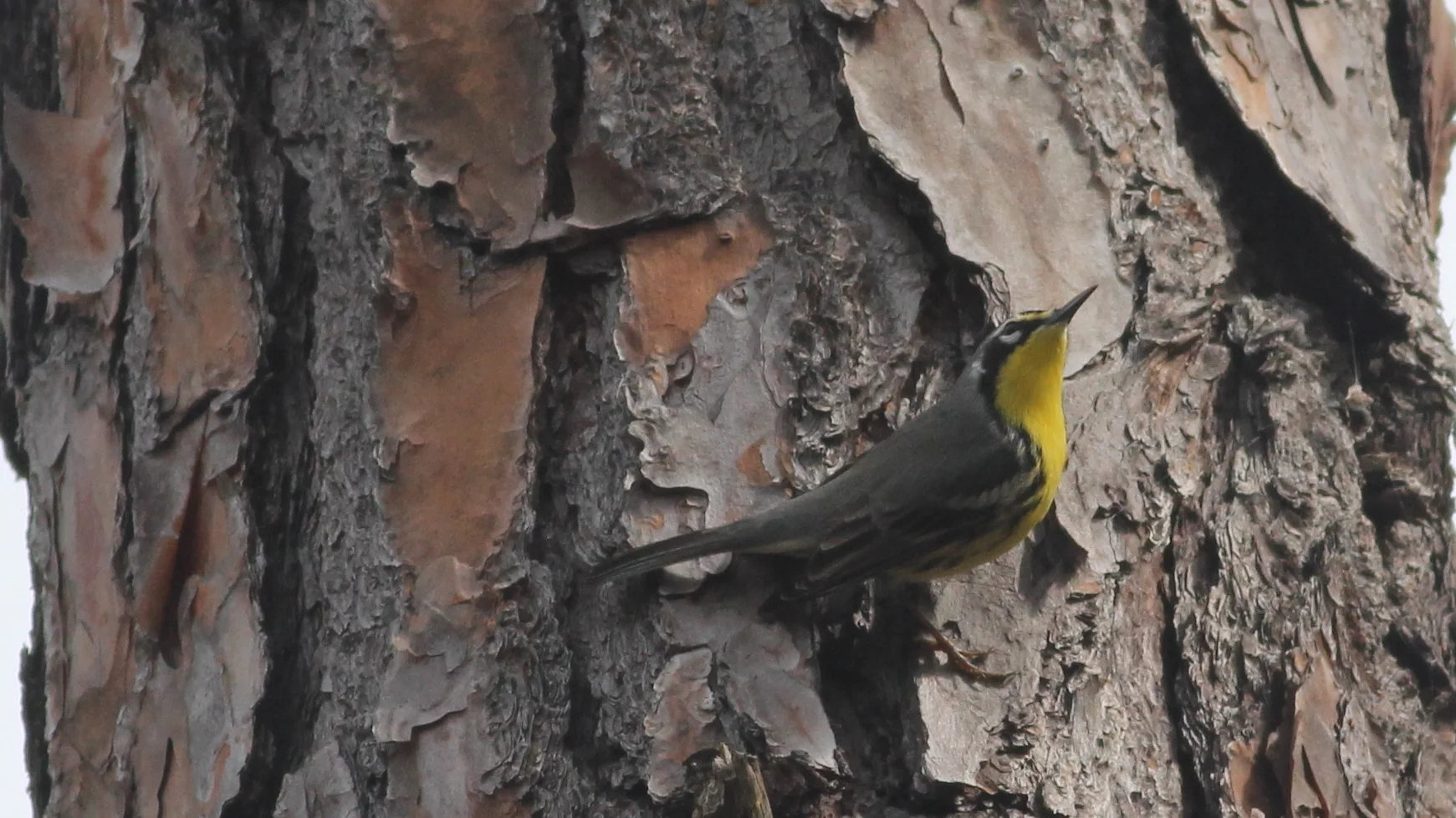 Bahama Warbler