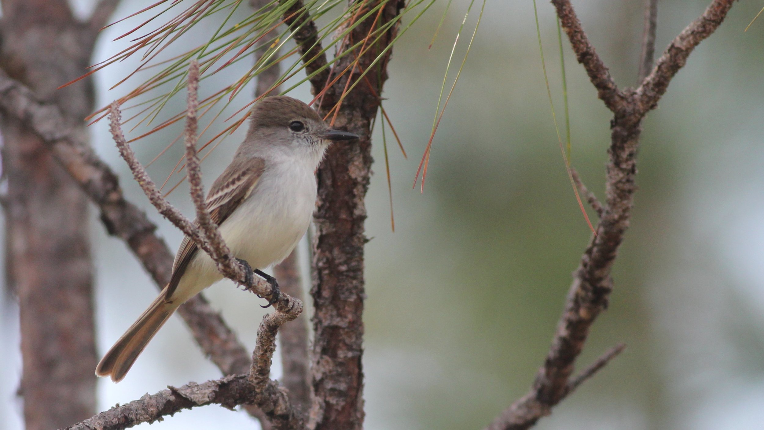 La Sagra's Flycatcher
