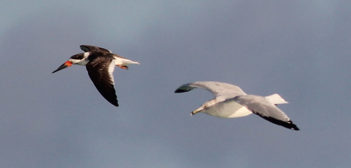 Black Skimmer and Ring-billed Gull