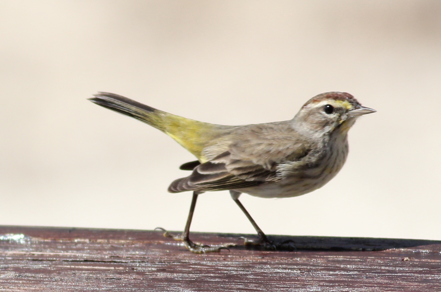 Palm Warbler on a lunch table at the Wild Orchid