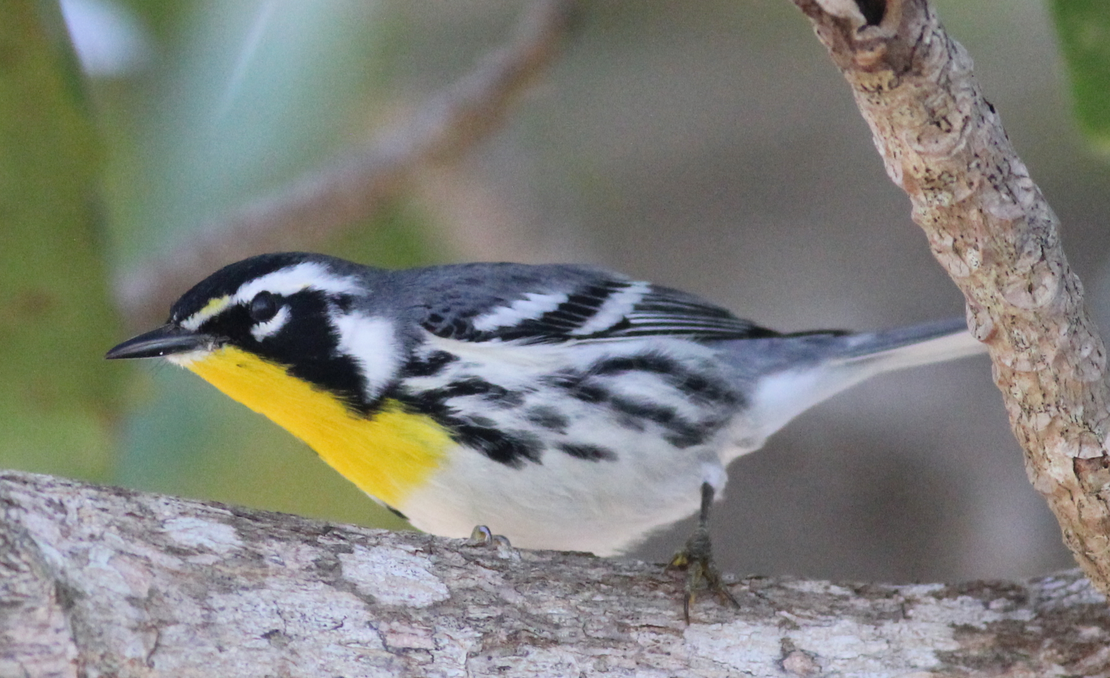 Yellow-throated Warbler