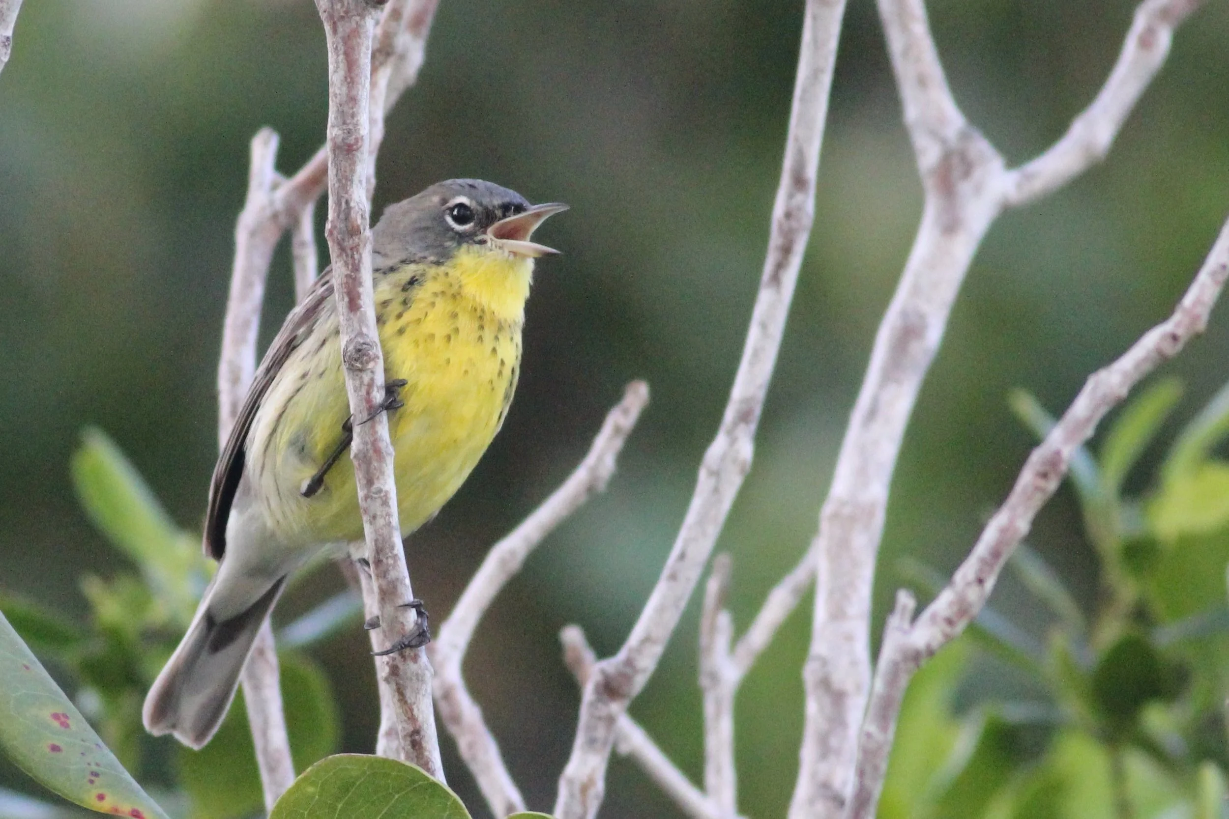 Kirtland's Warbler
