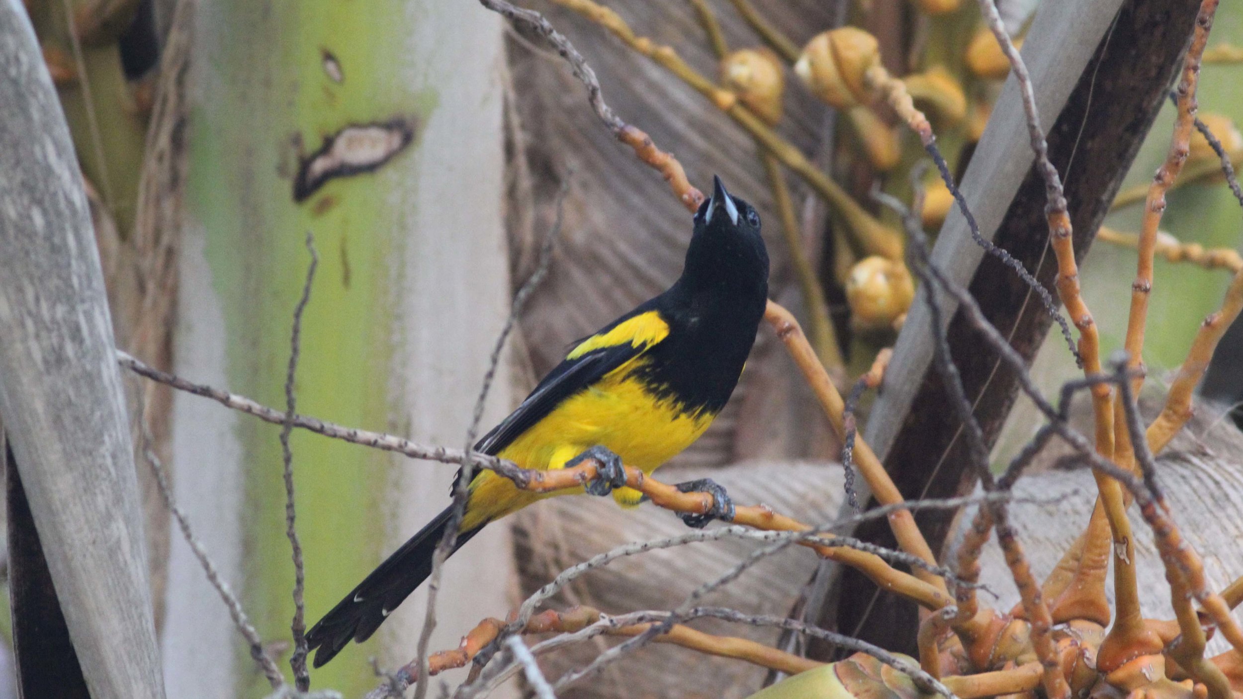 Bahama Oriole