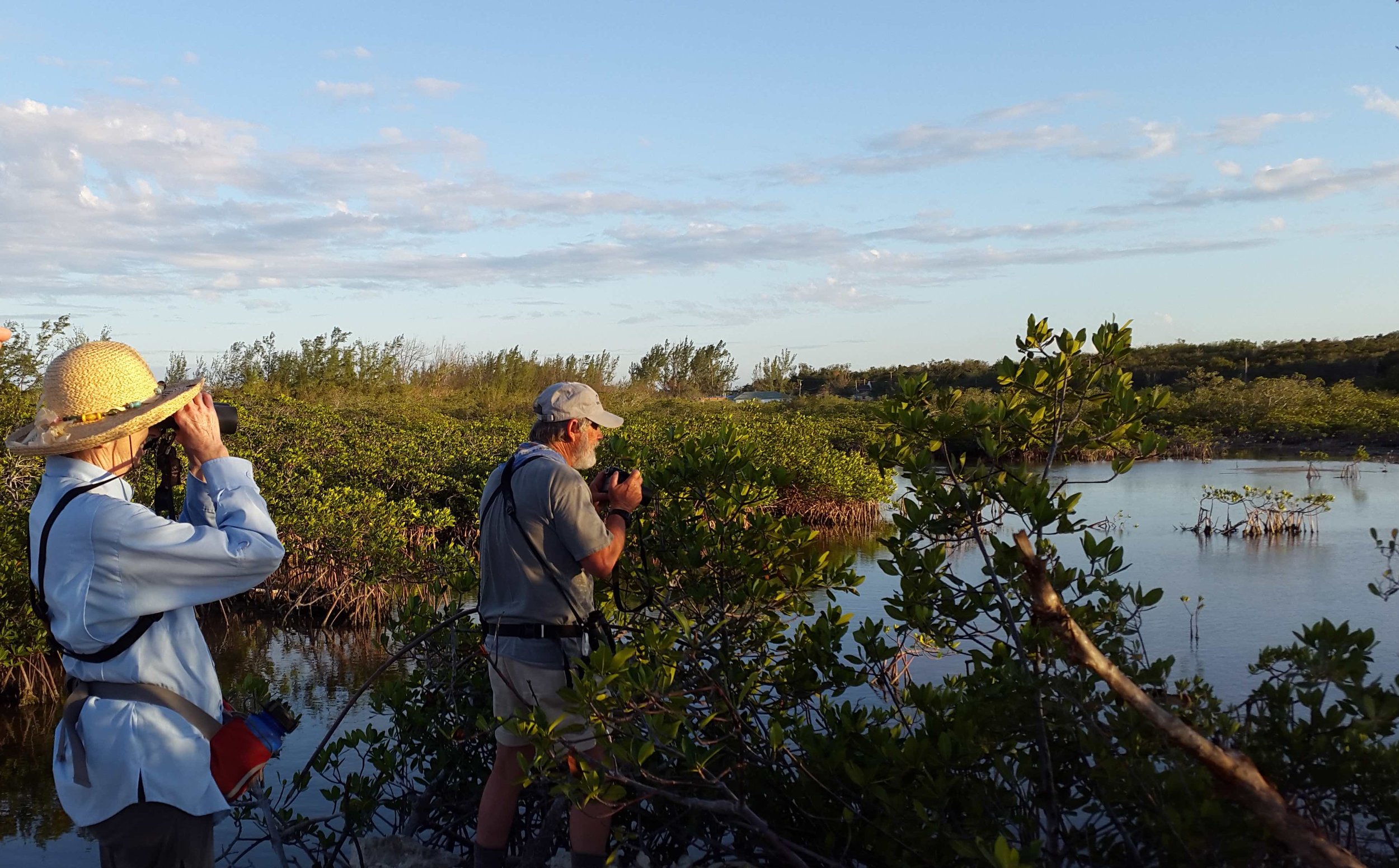 Looking for Clapper Rails near Small Hope Bay