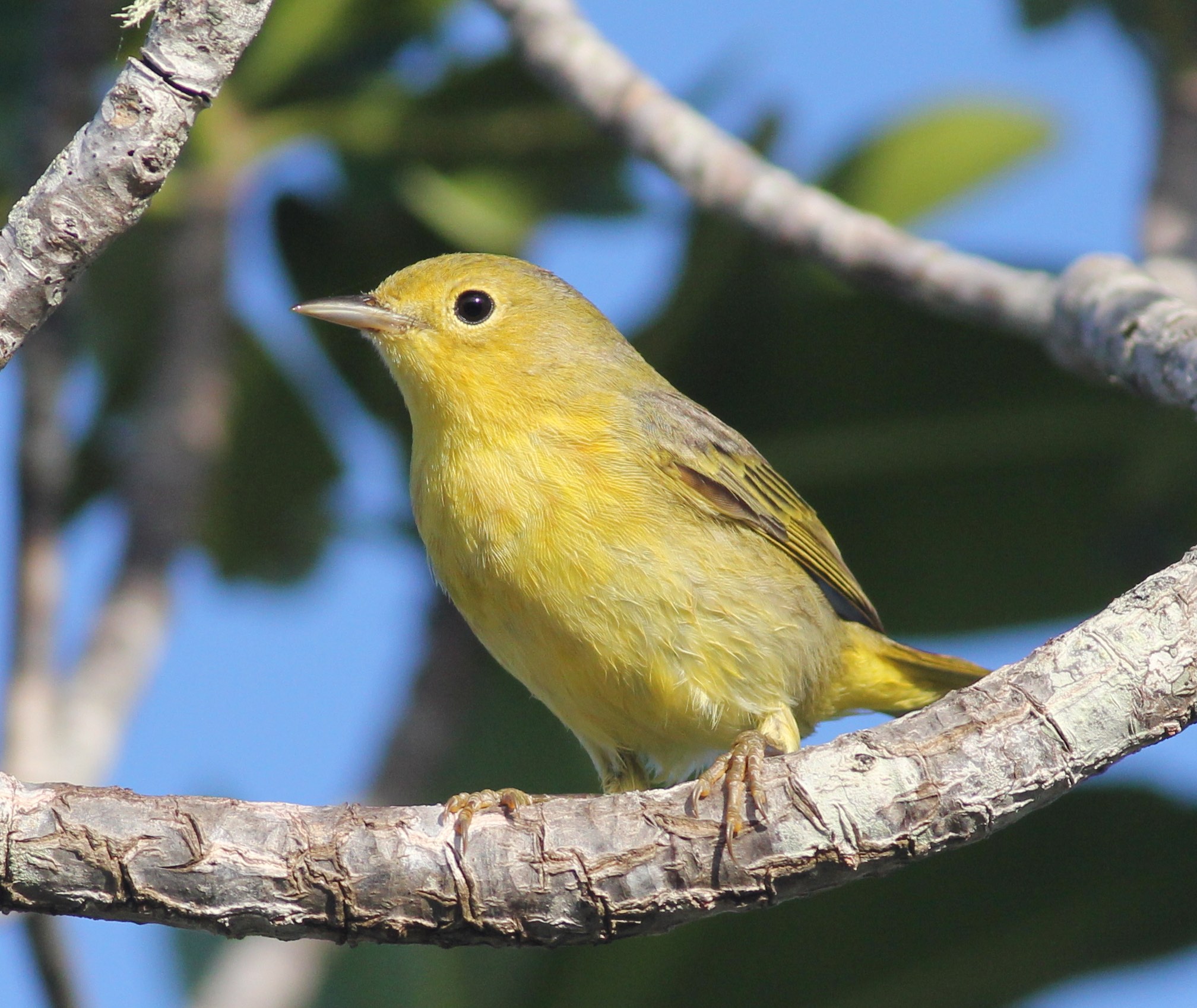 Yellow Warbler in the mangroves at Small Hope Bay