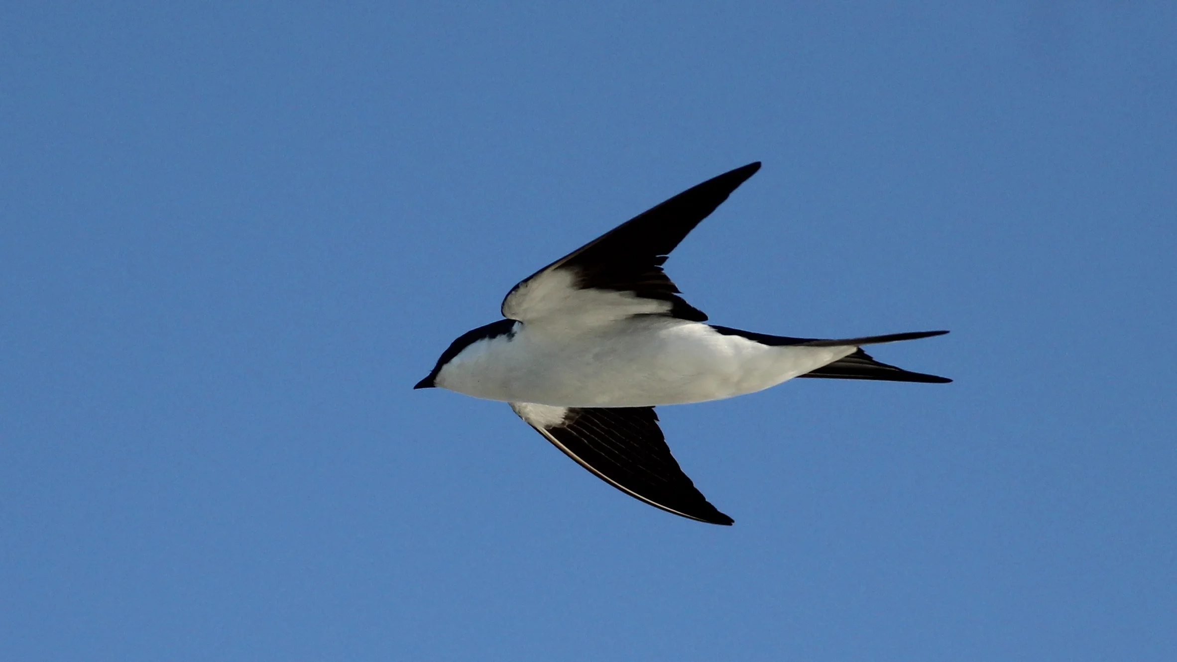 Bahama Swallow
