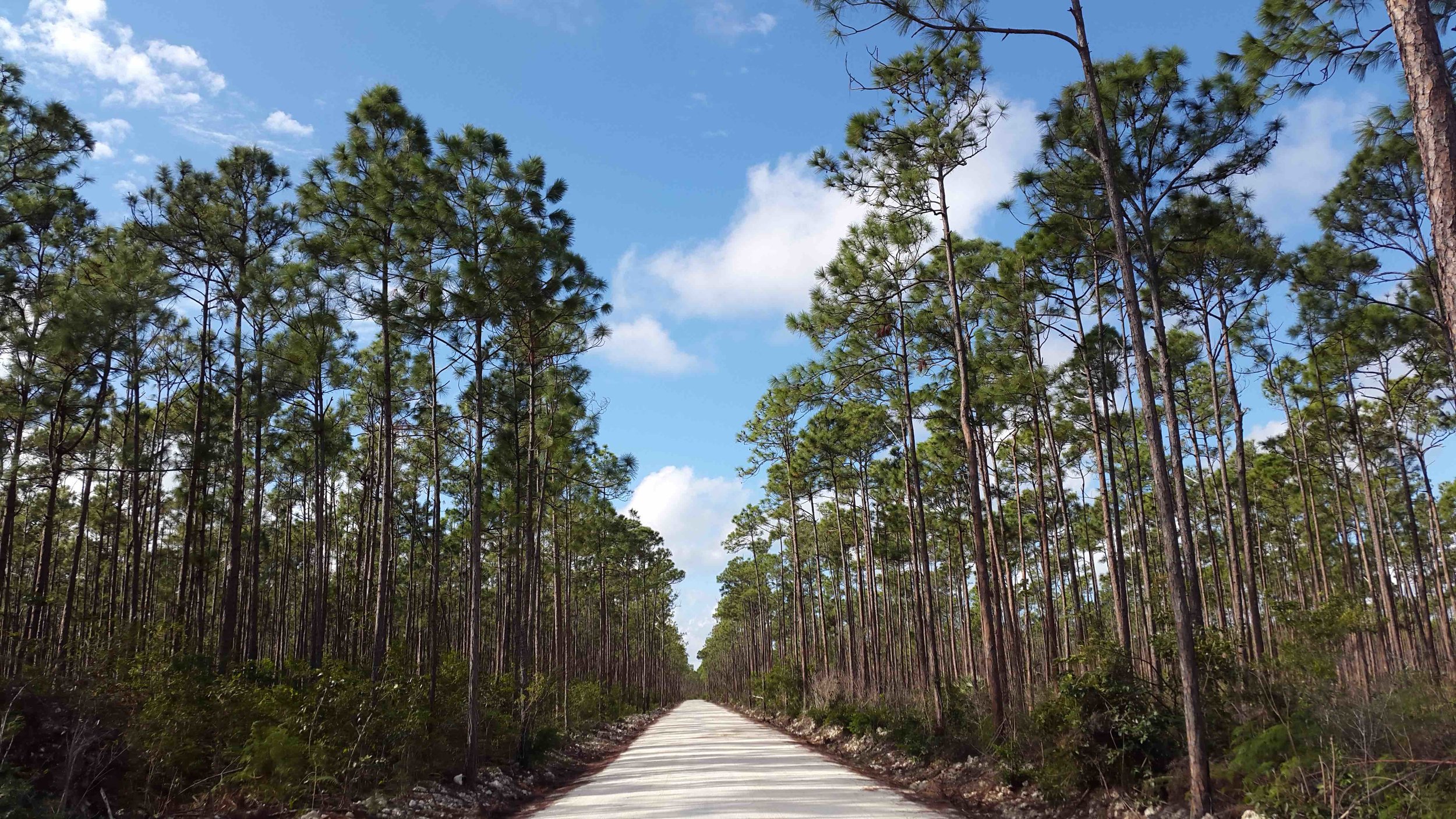 Caribbean Pines