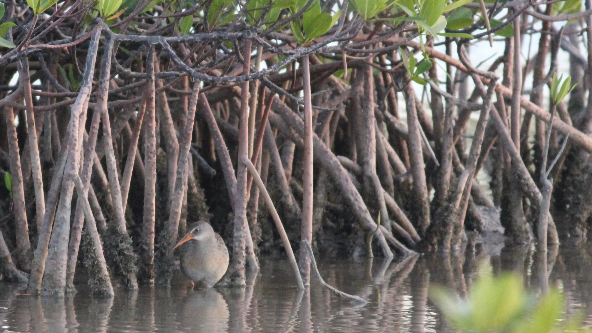 And we found them! - Clapper Rail