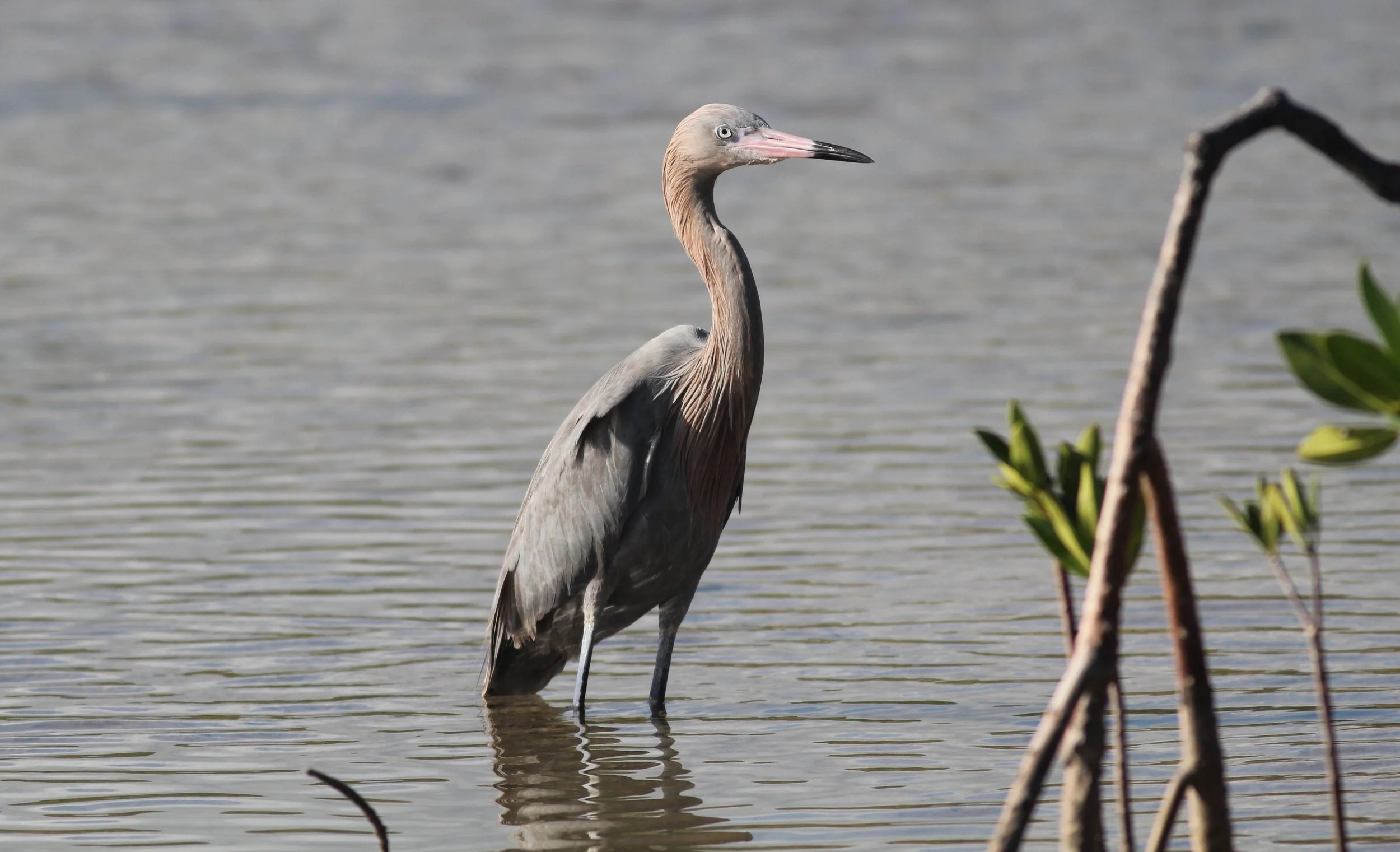 Reddish Egret