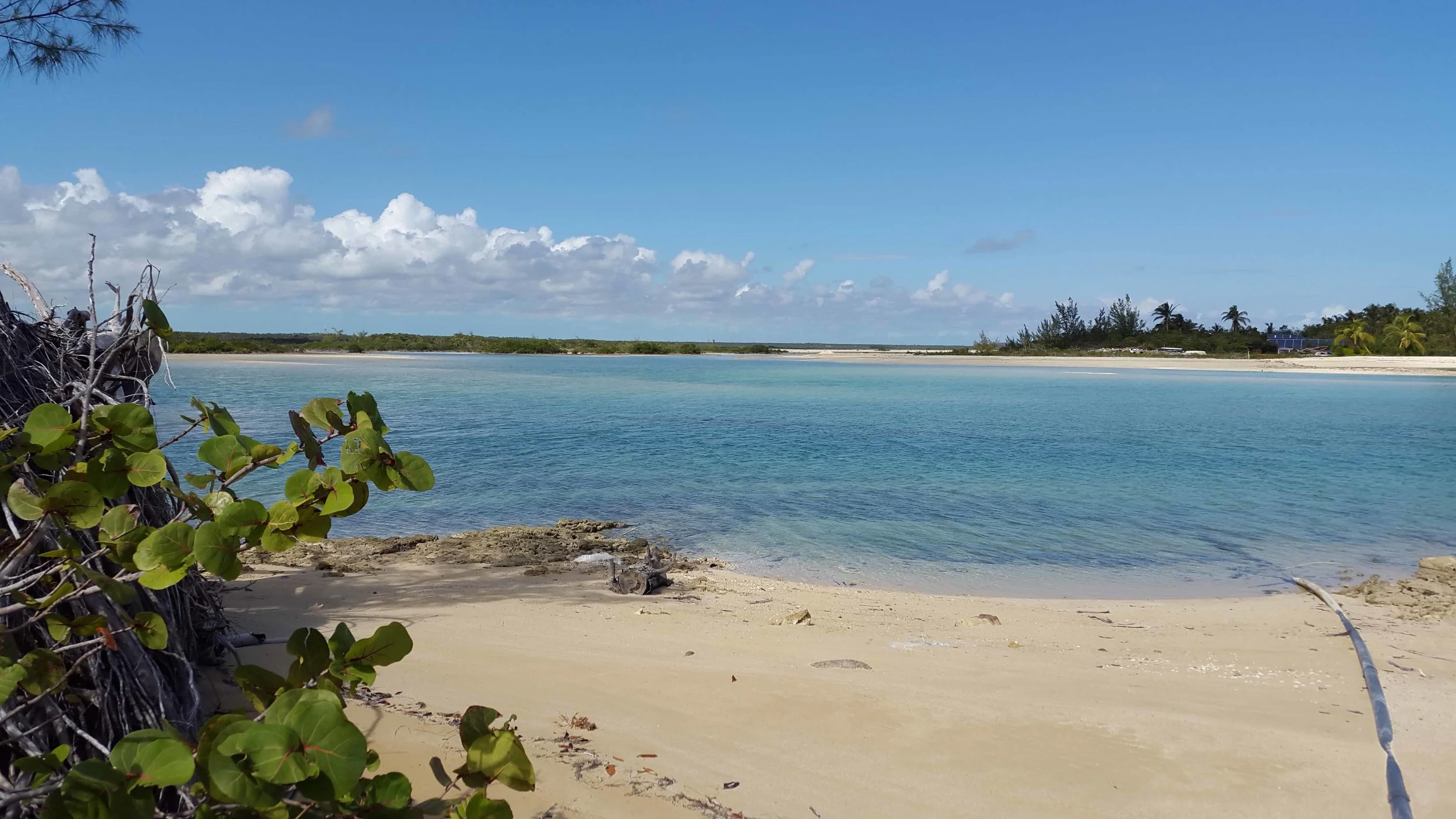 Sand flats - beautiful location but we only found Royal Terns and Clapper Rails there.