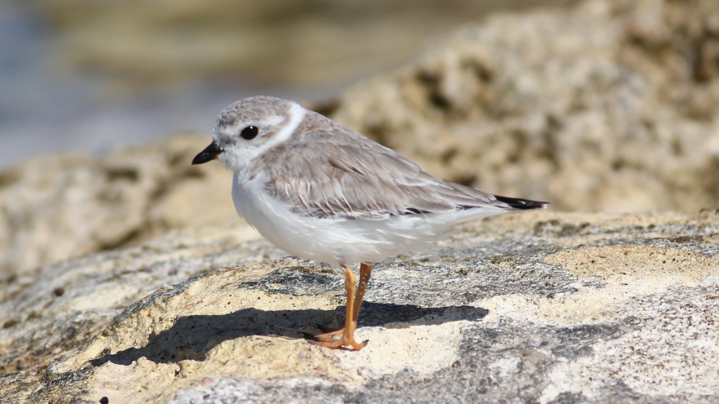 Piping Plover on the beach at Small Hope Bay