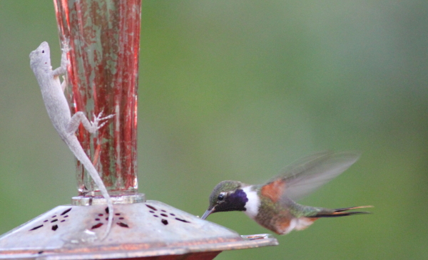 An Anole and a hummingbird compete for the feeder.