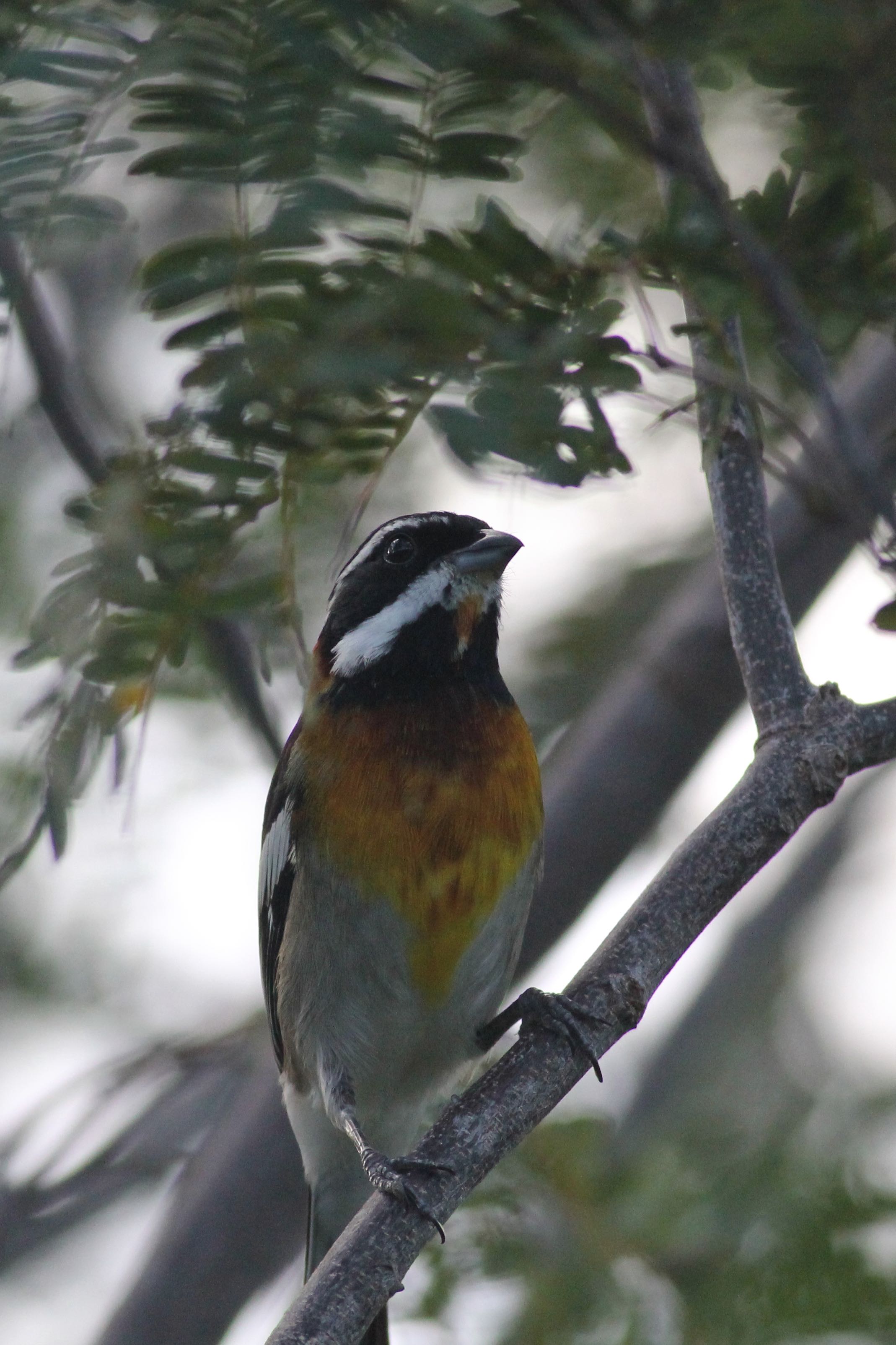 Western Spindalis