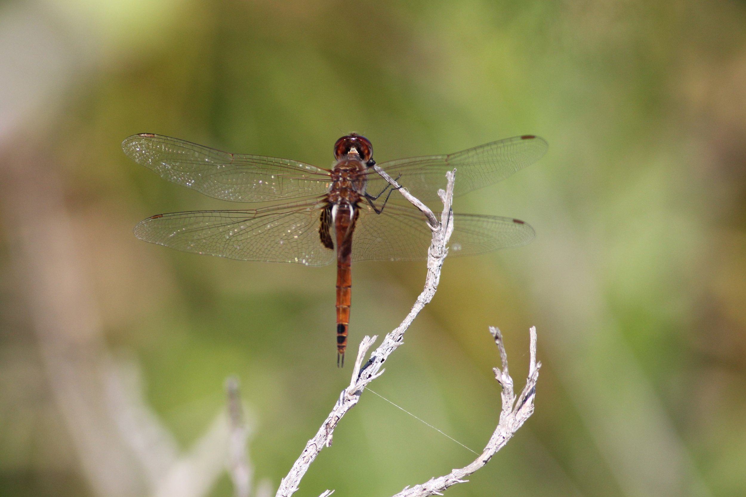 Antillean Saddlebags