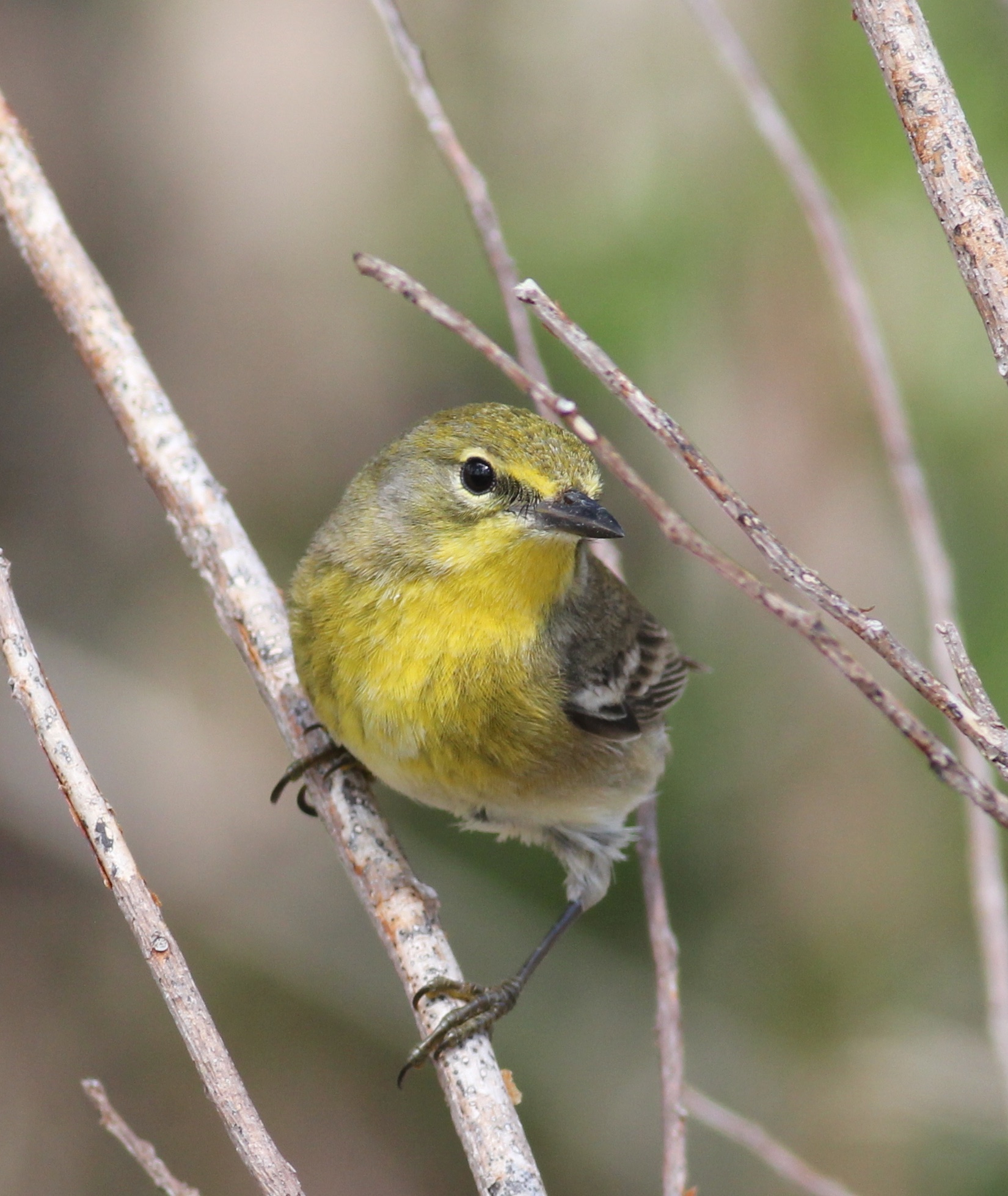 Pine Warbler