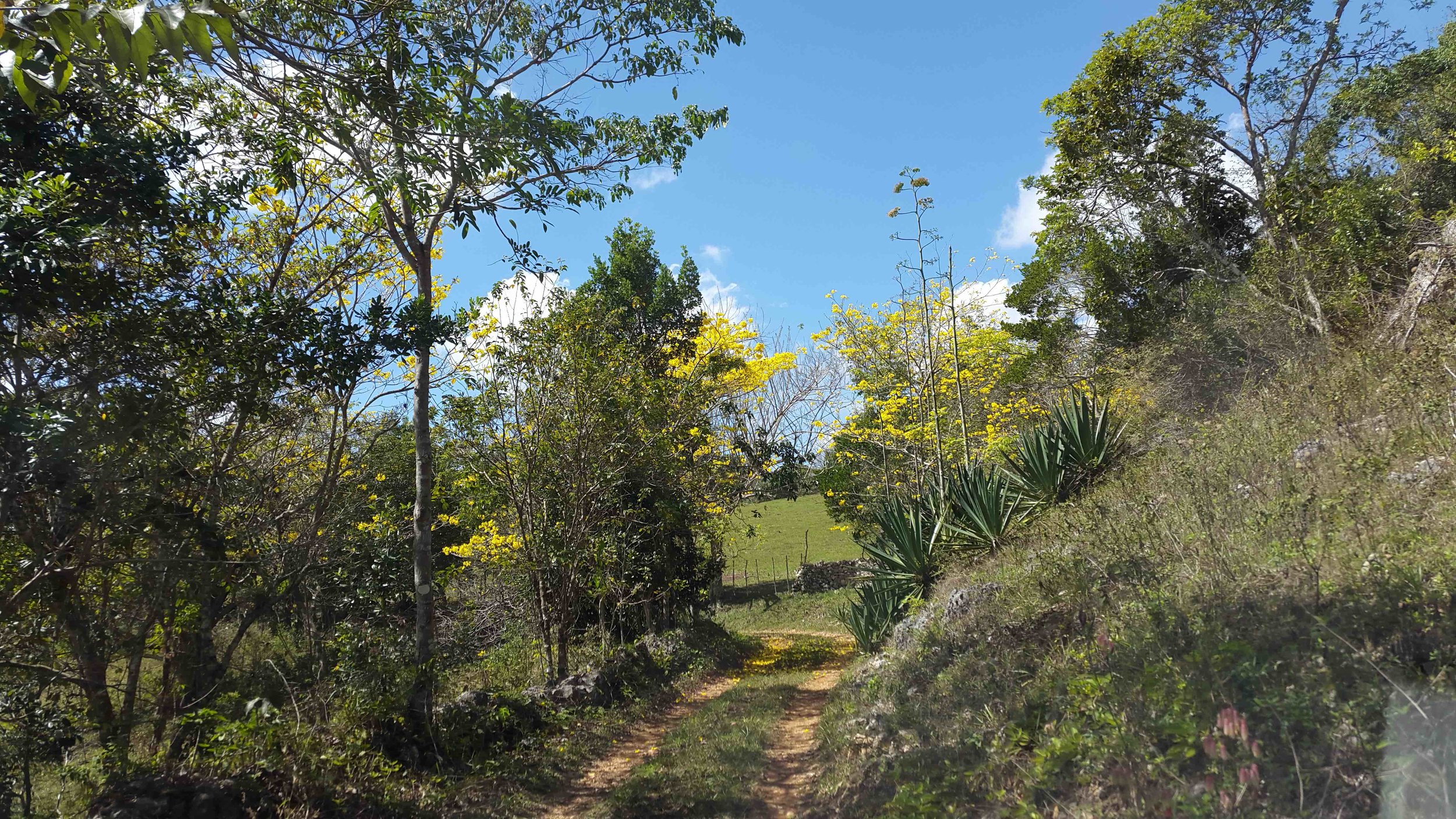 marshall's pen property road, FEBRUARY 2017