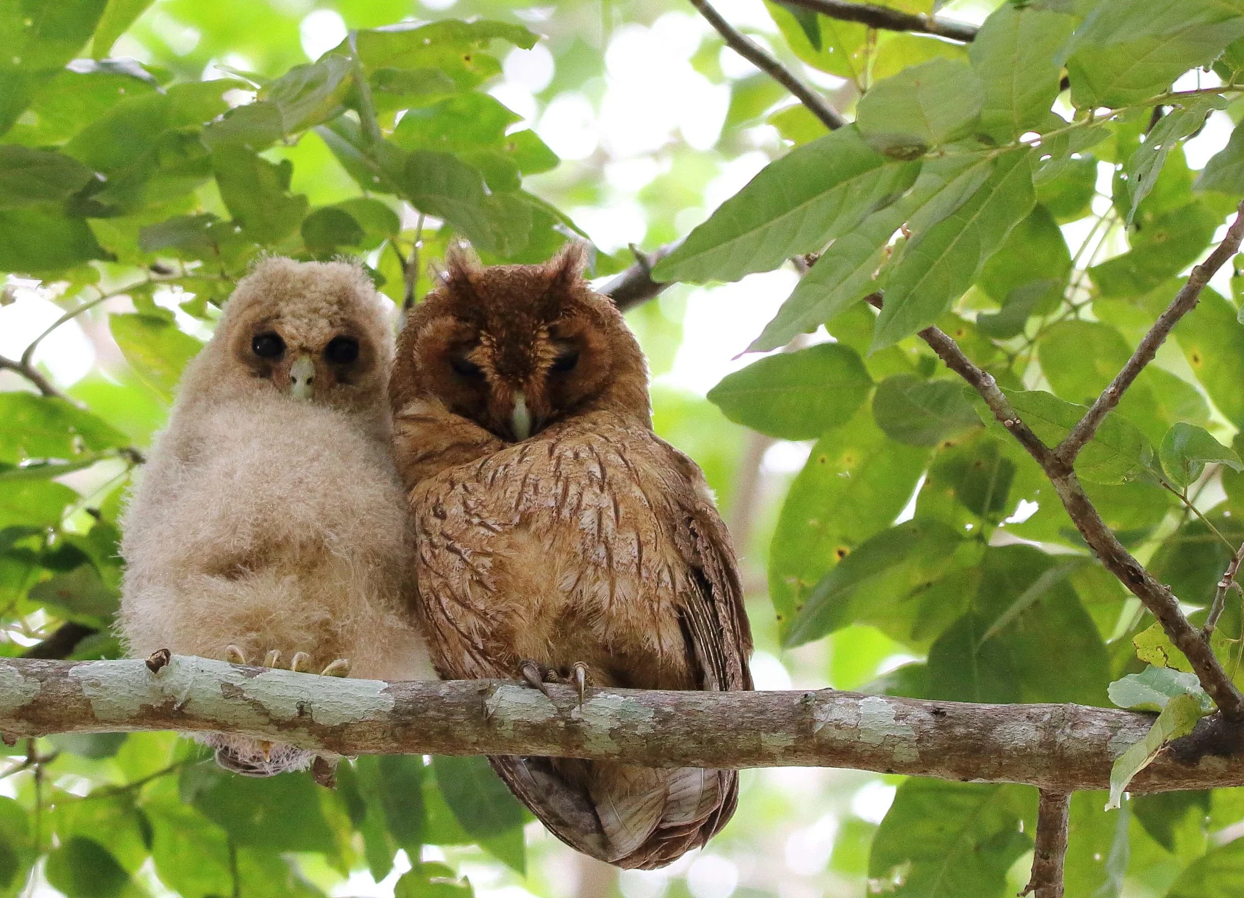jamaican owl, downy chick and adult, marshall's Pen, 4 march 2017