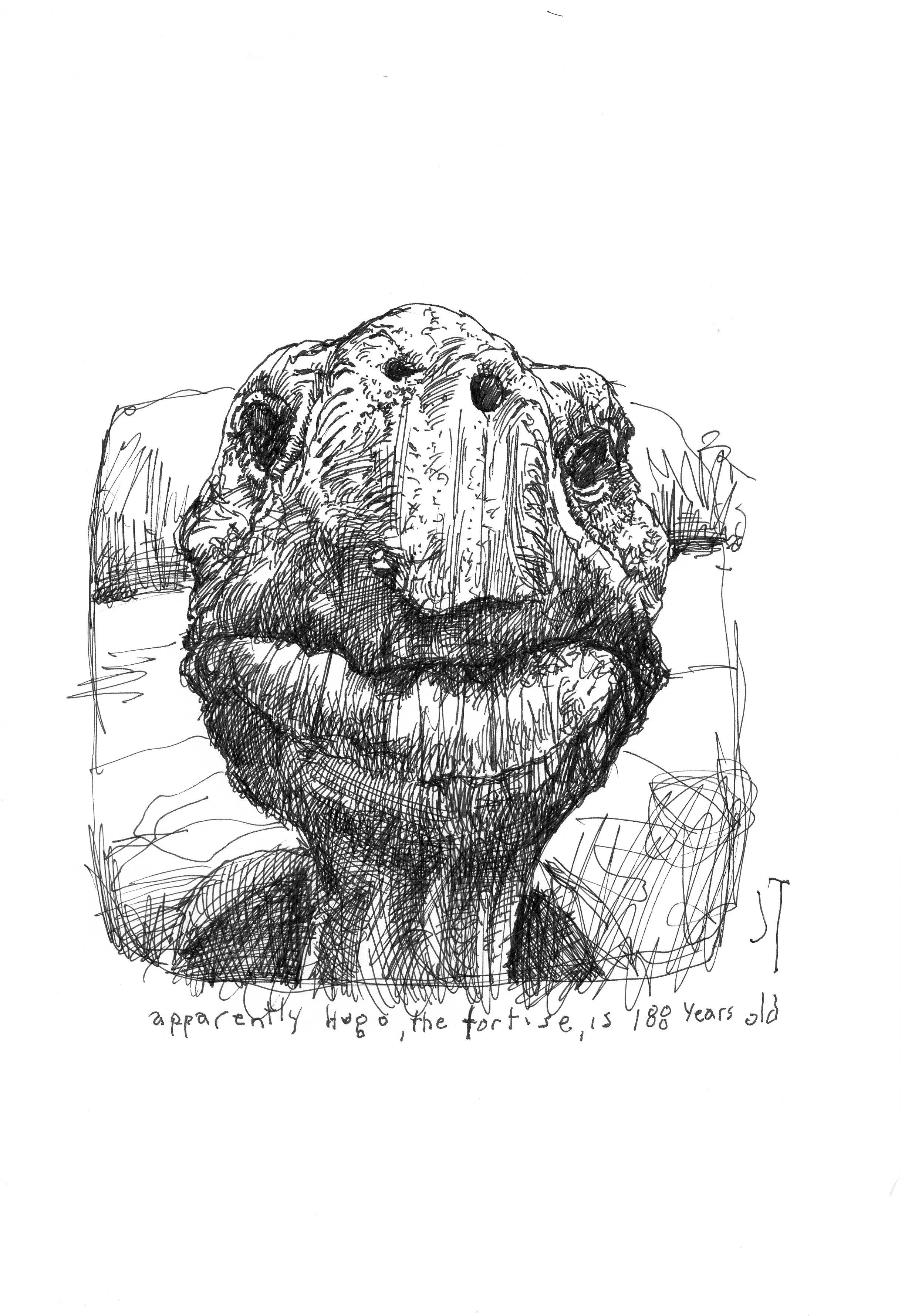 hugo the tortise.jpeg