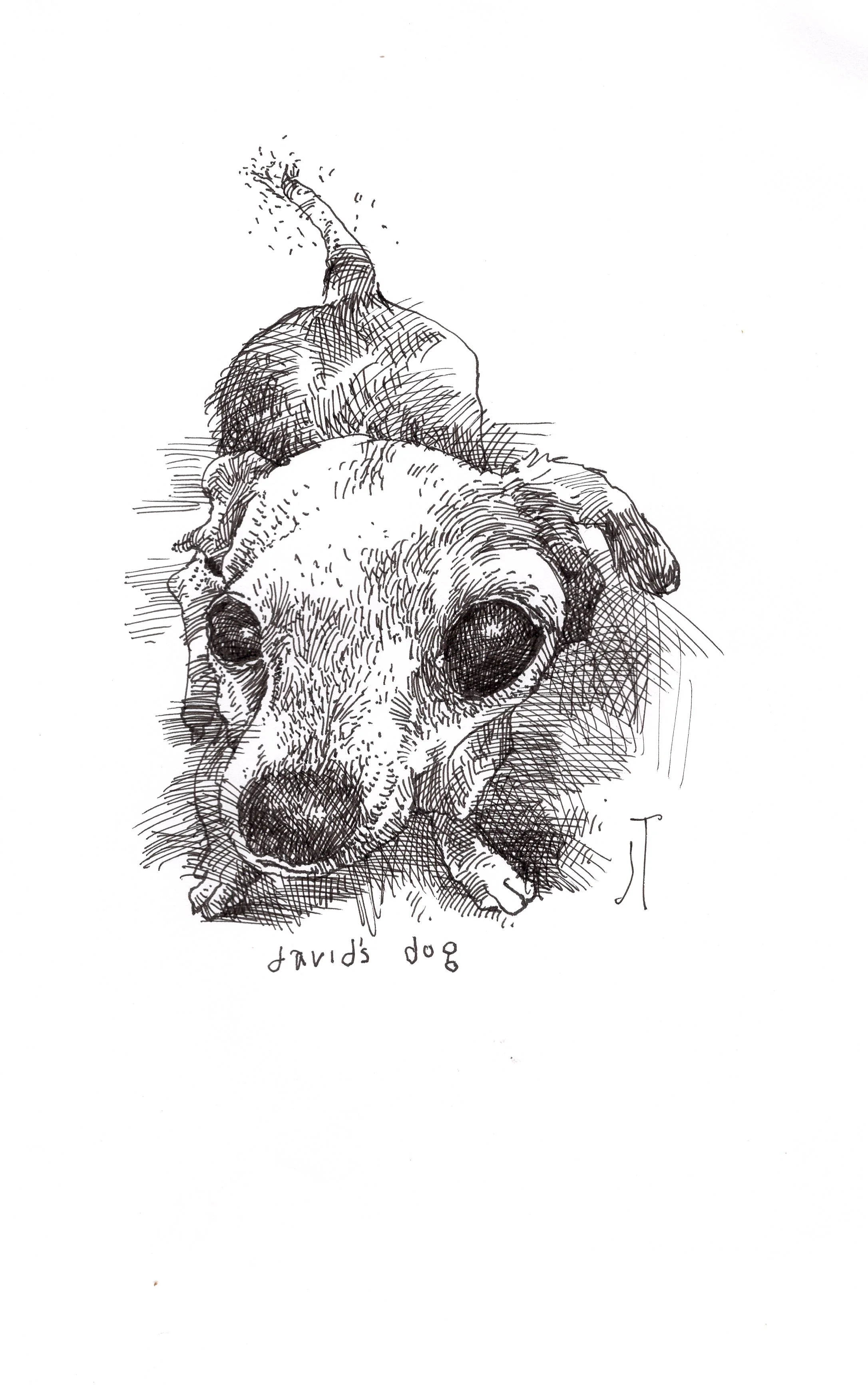 davids dog.jpeg