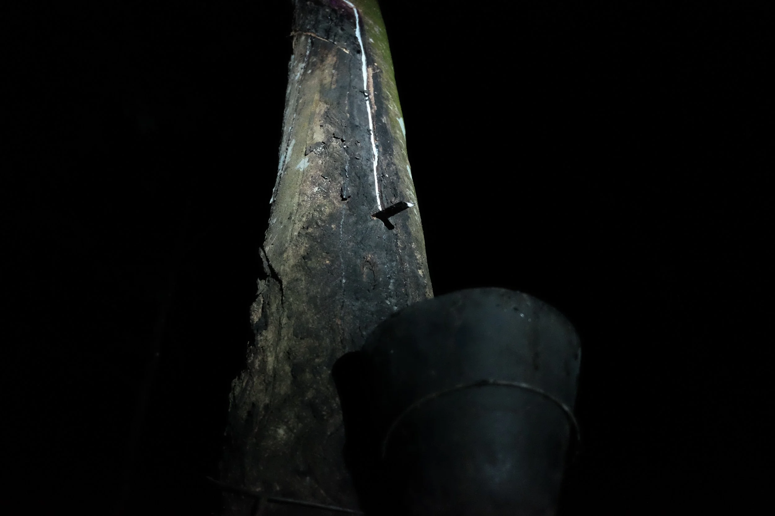 Tapping the Rubber - 3 of 47.jpg