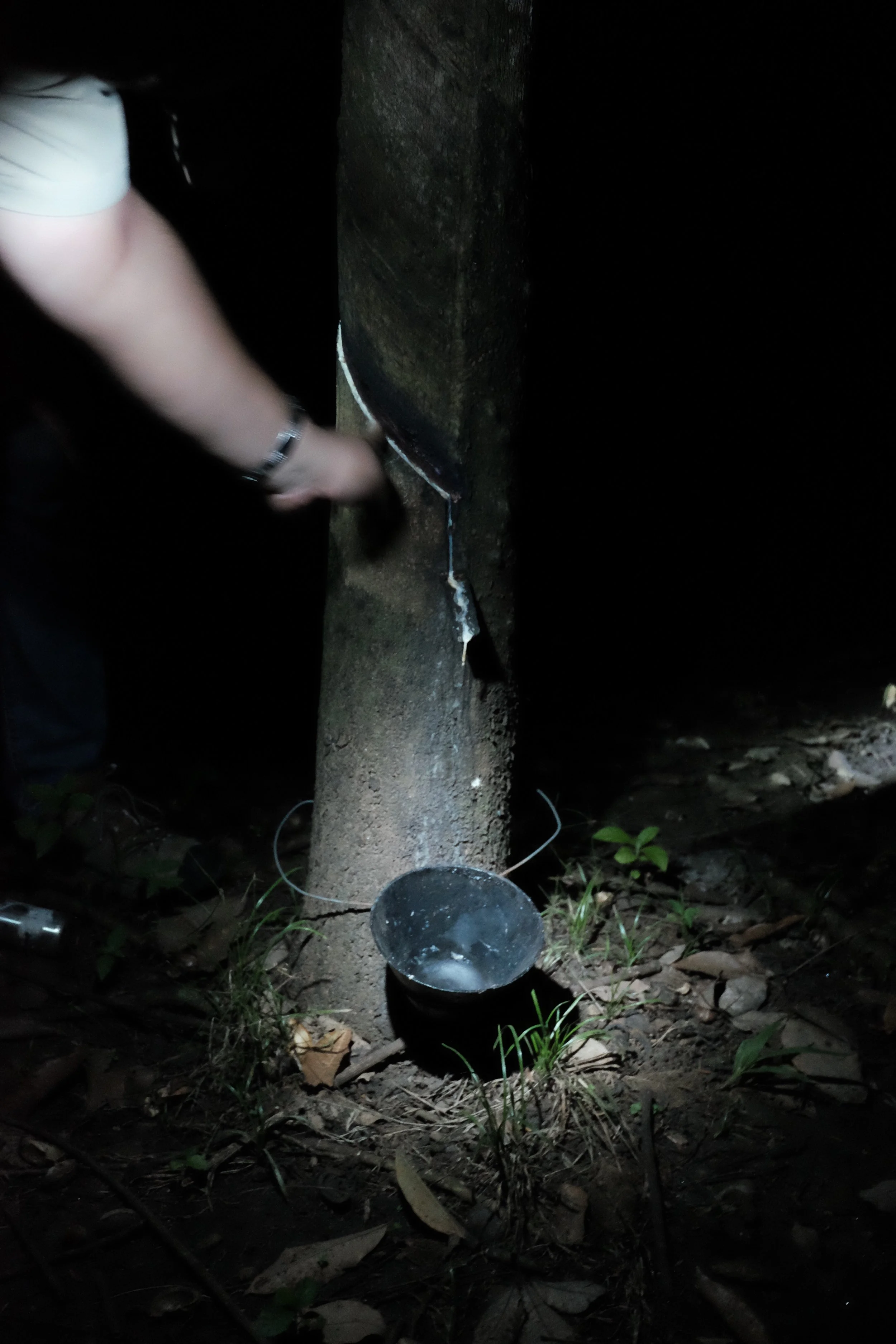 Tapping the Rubber - 4 of 47.jpg