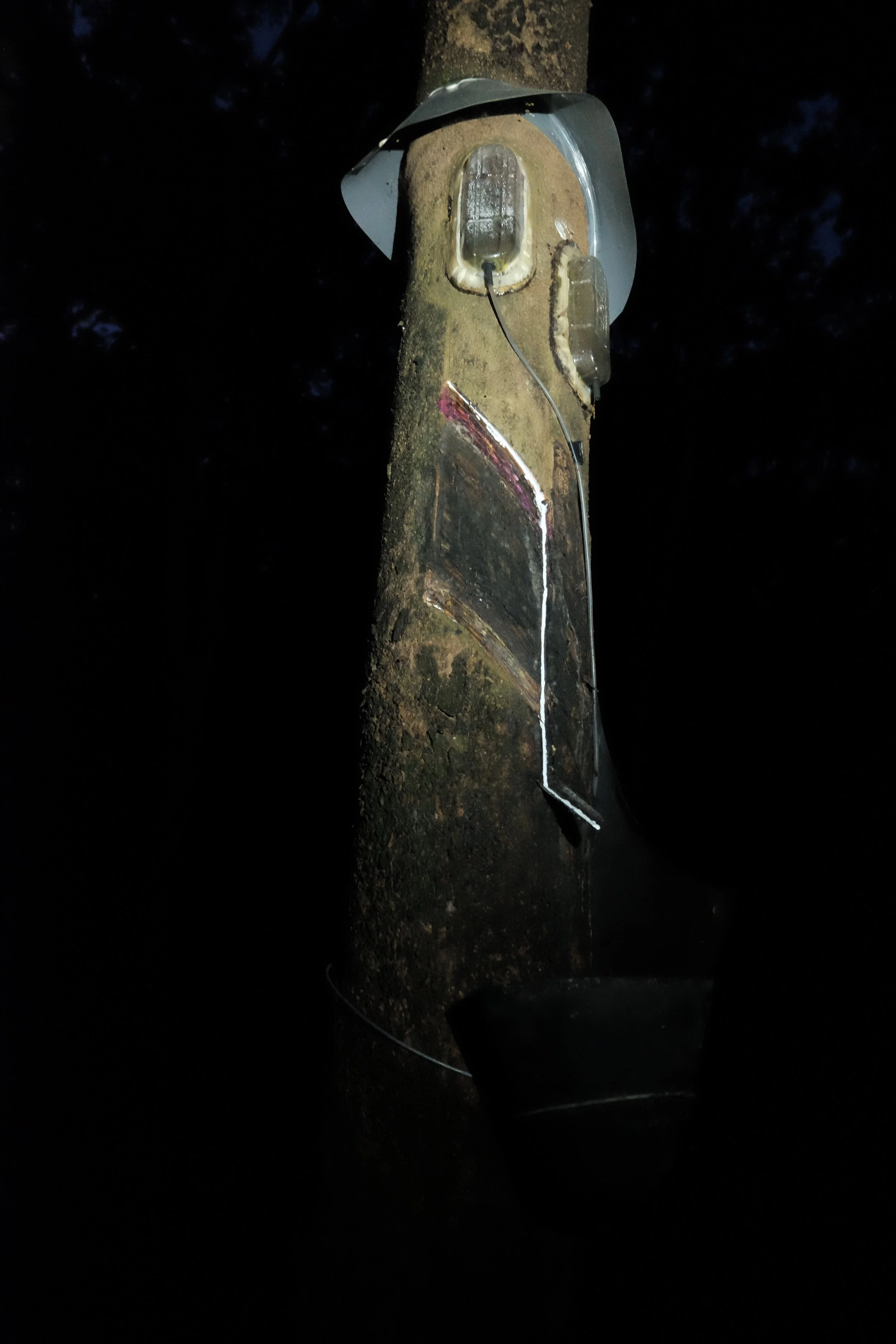 Tapping the Rubber - 18 of 47.jpg
