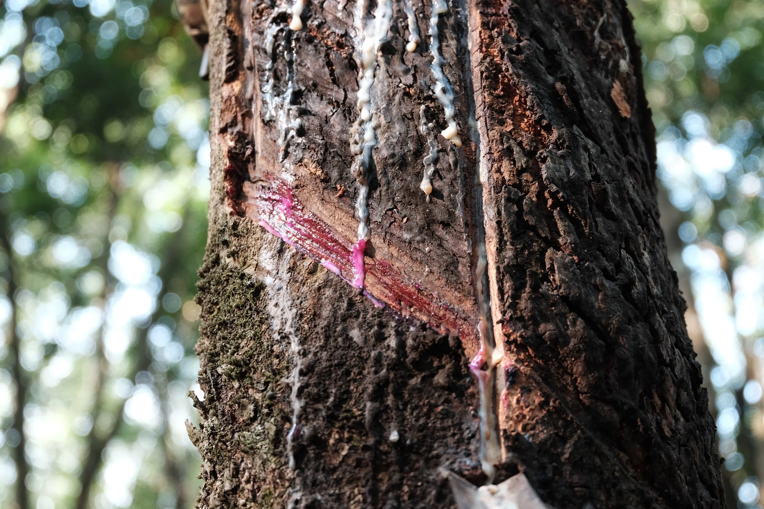Tapping the Rubber - 26 of 47.jpg