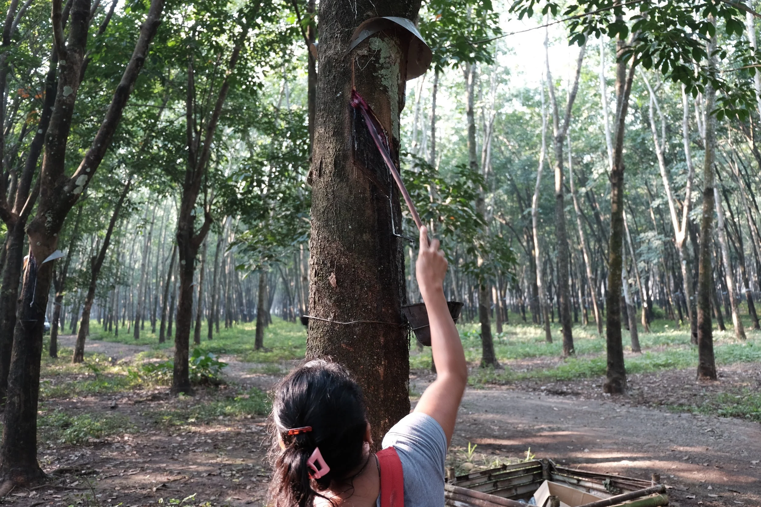 Tapping the Rubber - 32 of 47.jpg