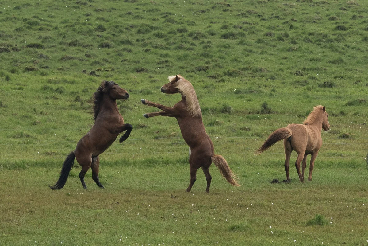 Iceland-6241713.jpg