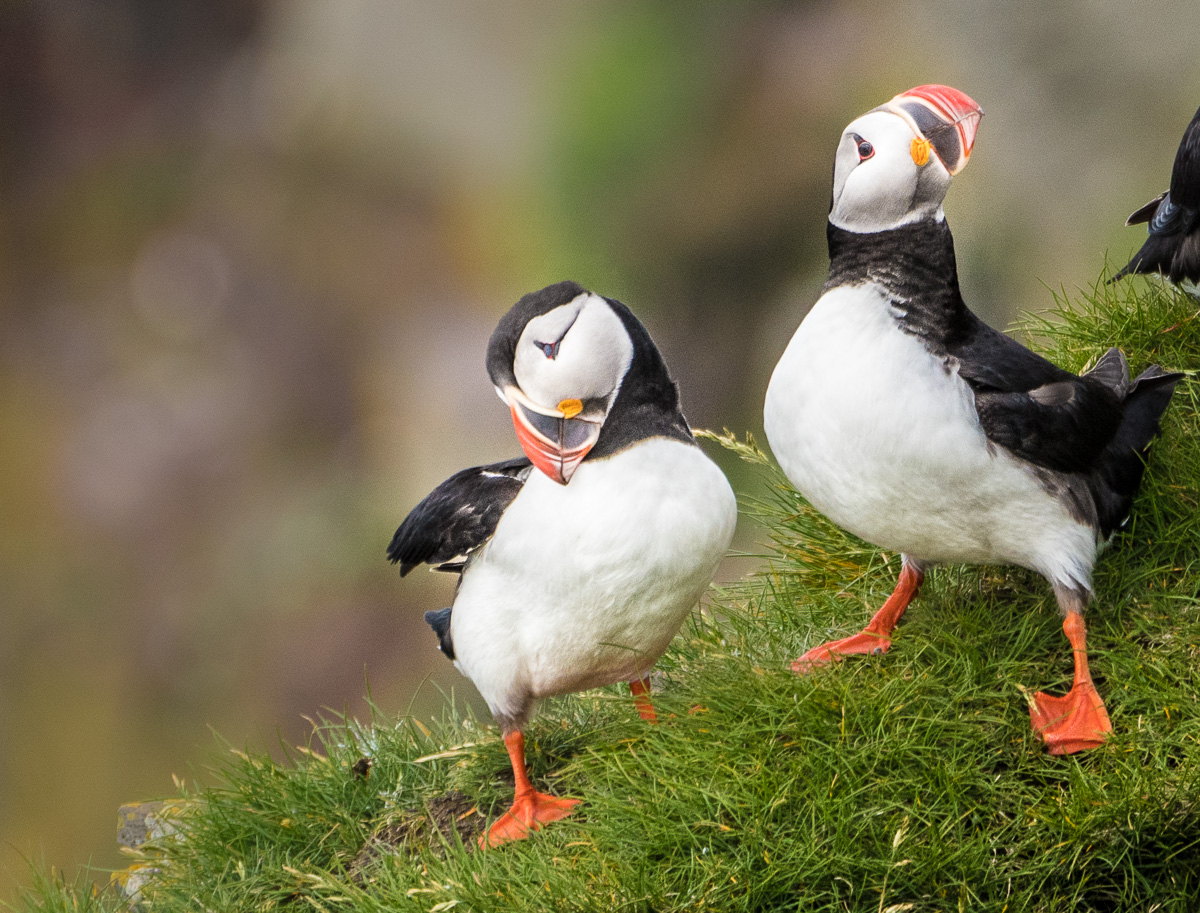 Iceland-7013082.jpg