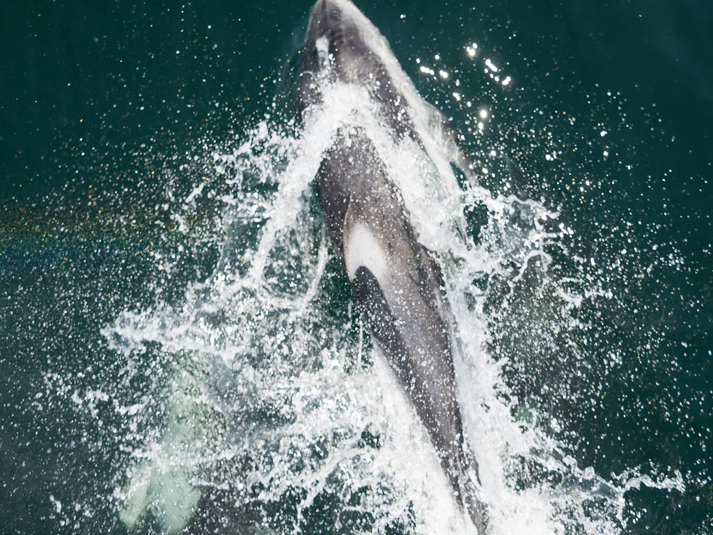 pnw-8051298.jpg