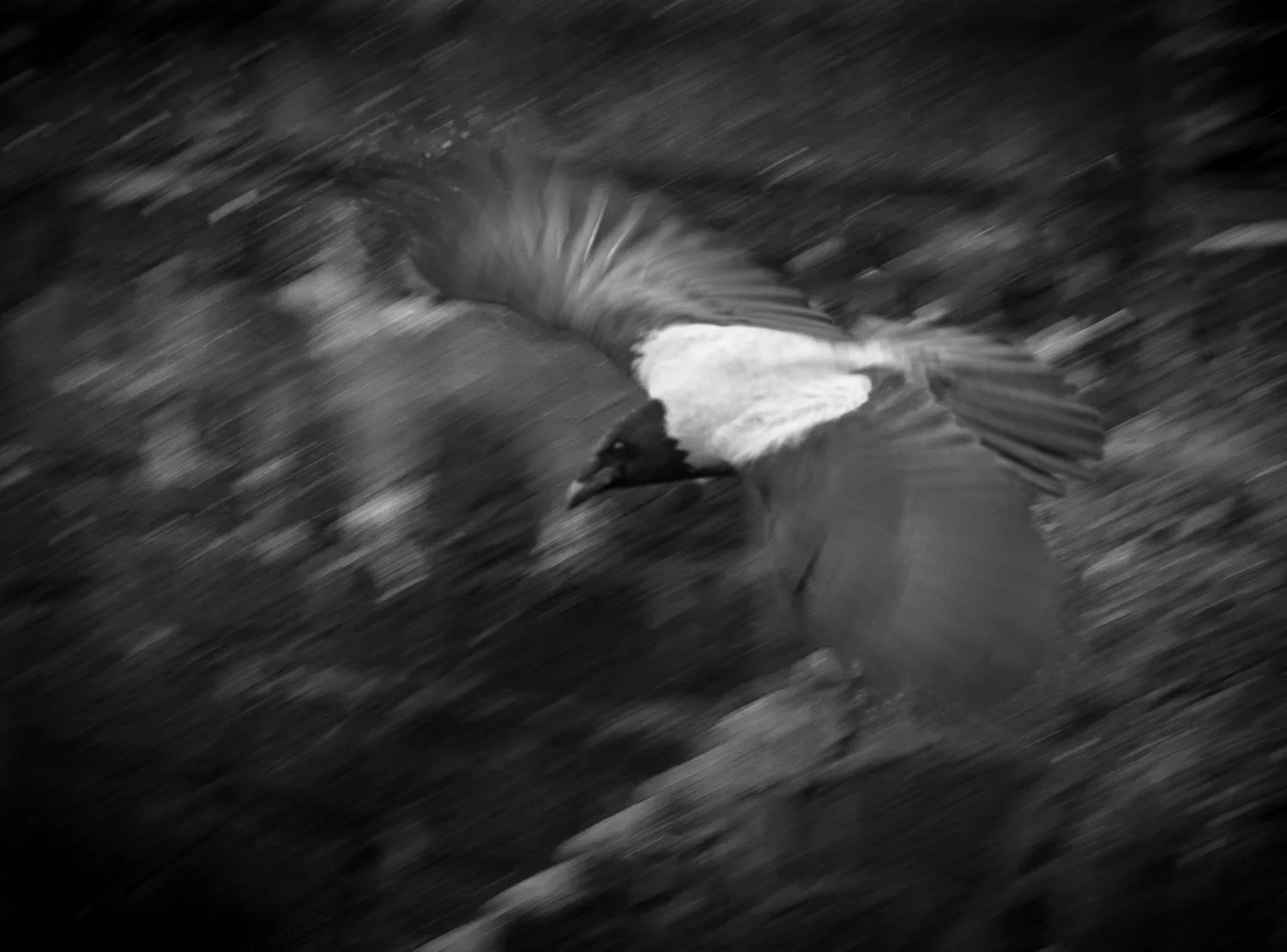 webscot-102101.jpg