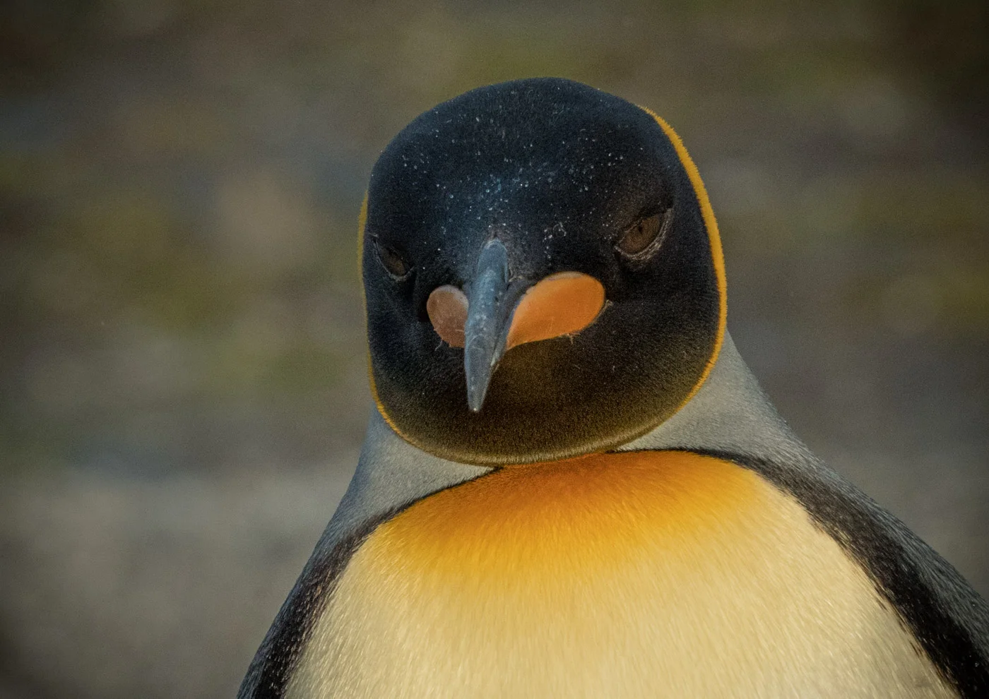 antarctica-171176.jpg
