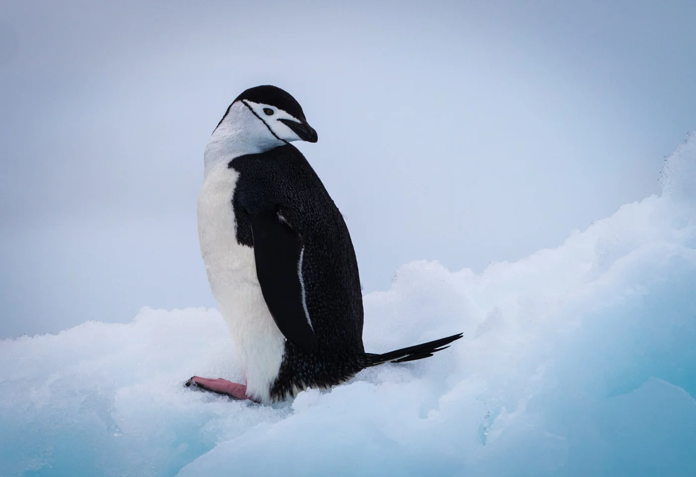 antarctica-251398.jpg