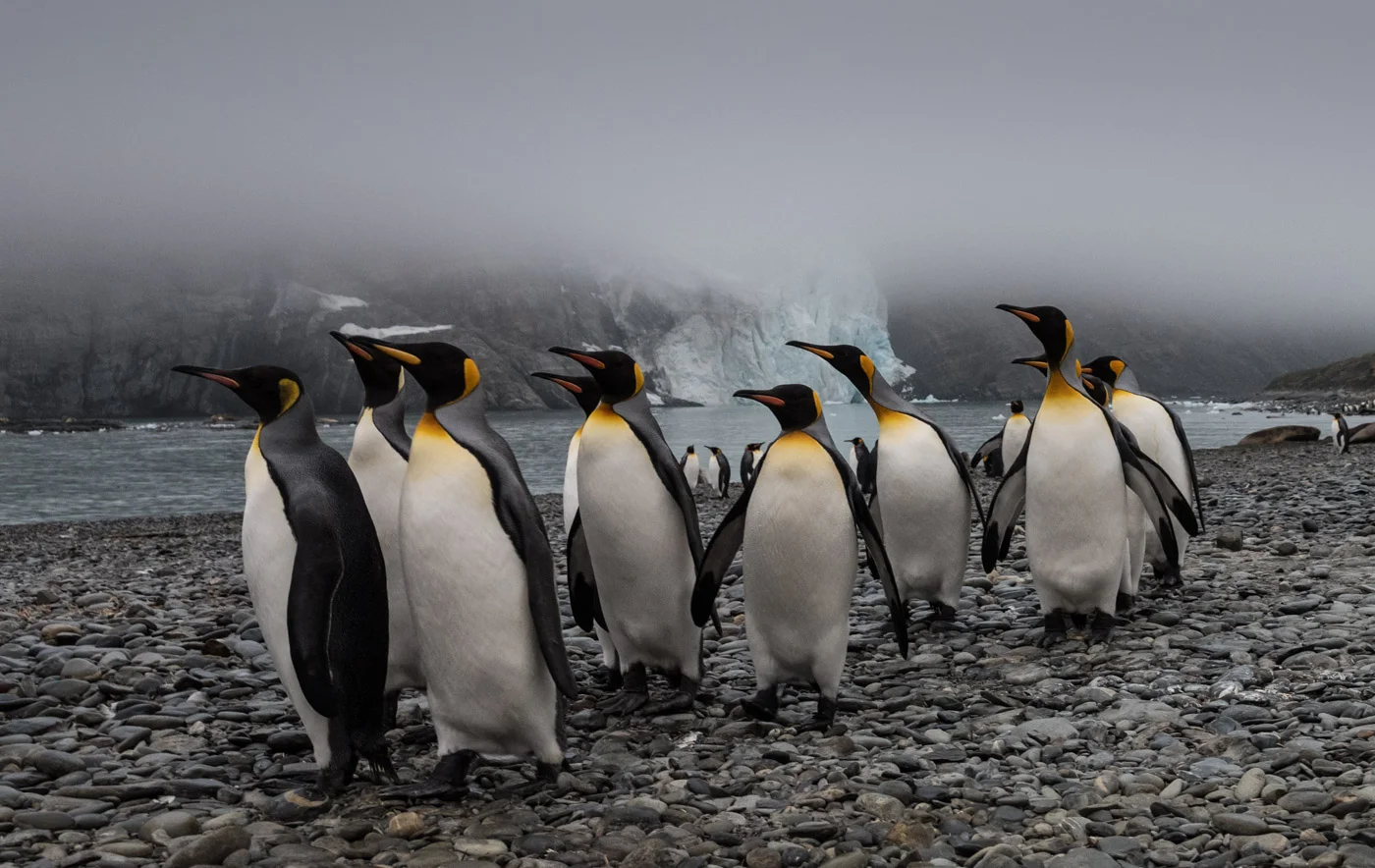 antarctica-1020145.jpg