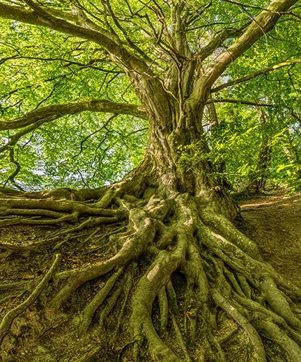 Knowing Trees — QuiteFrankly.TV