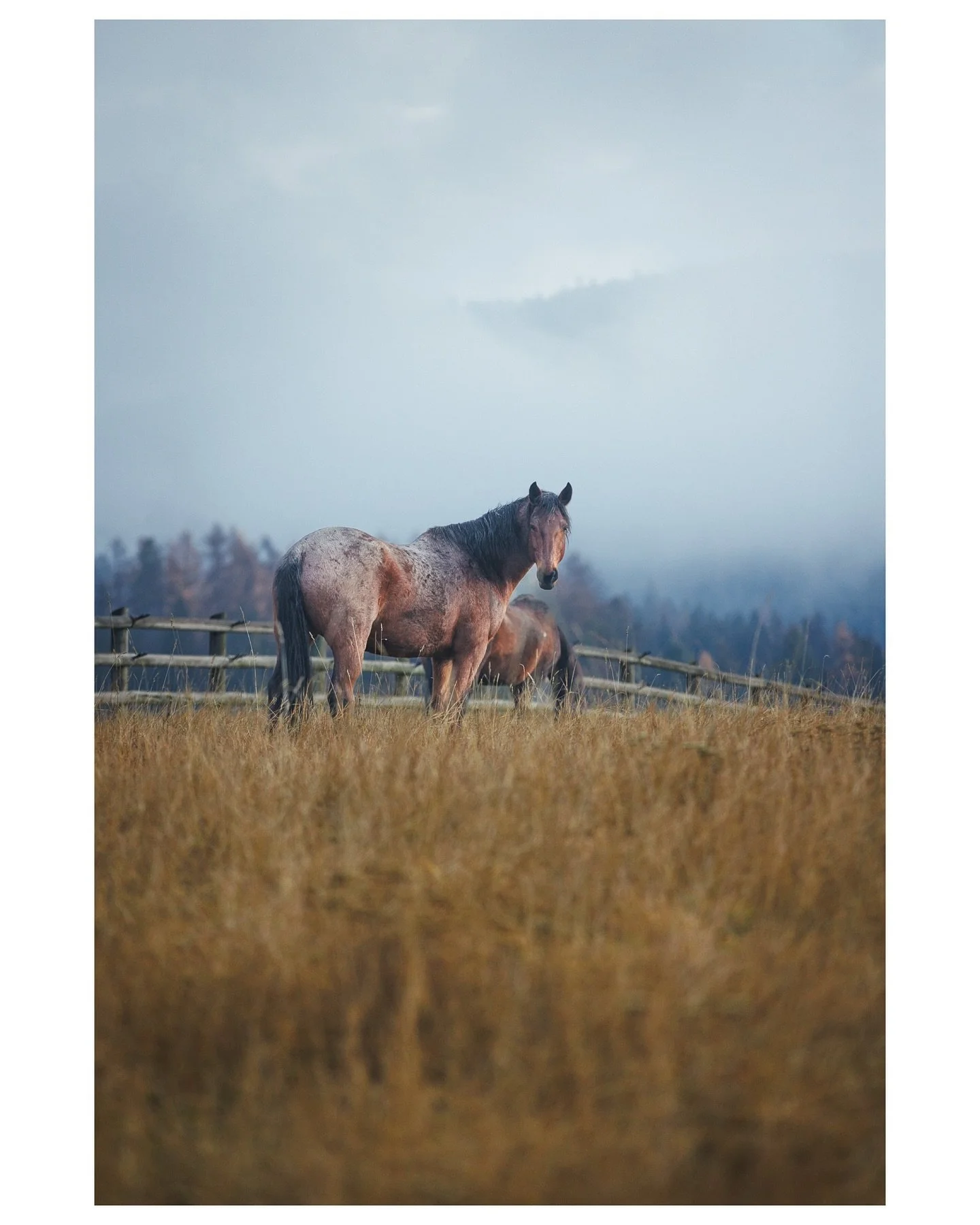 Roadside attractions from around the Flathead valley.
