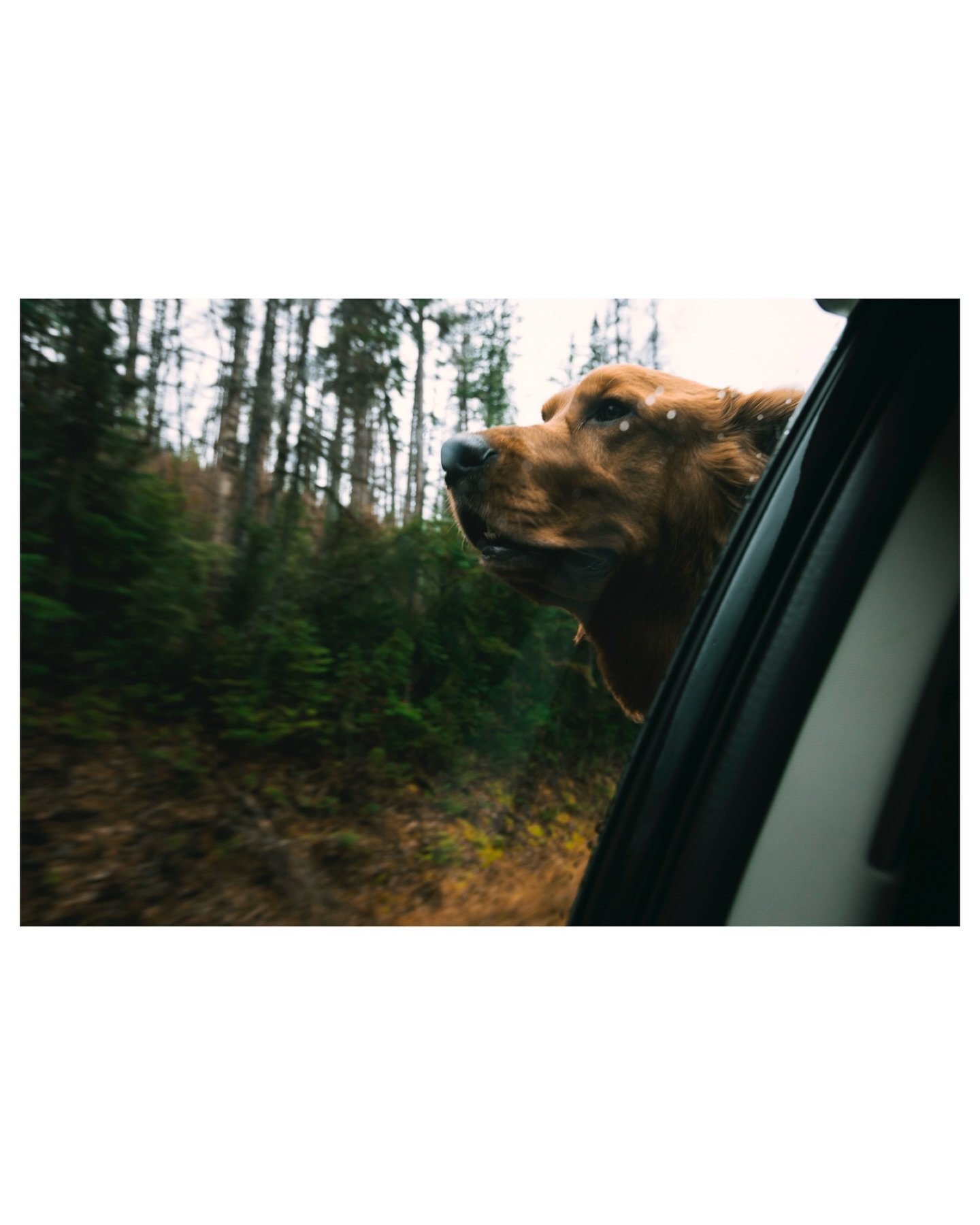 The dog days of winter are upon us, but a good excuse to get the pup out for a little adventure.