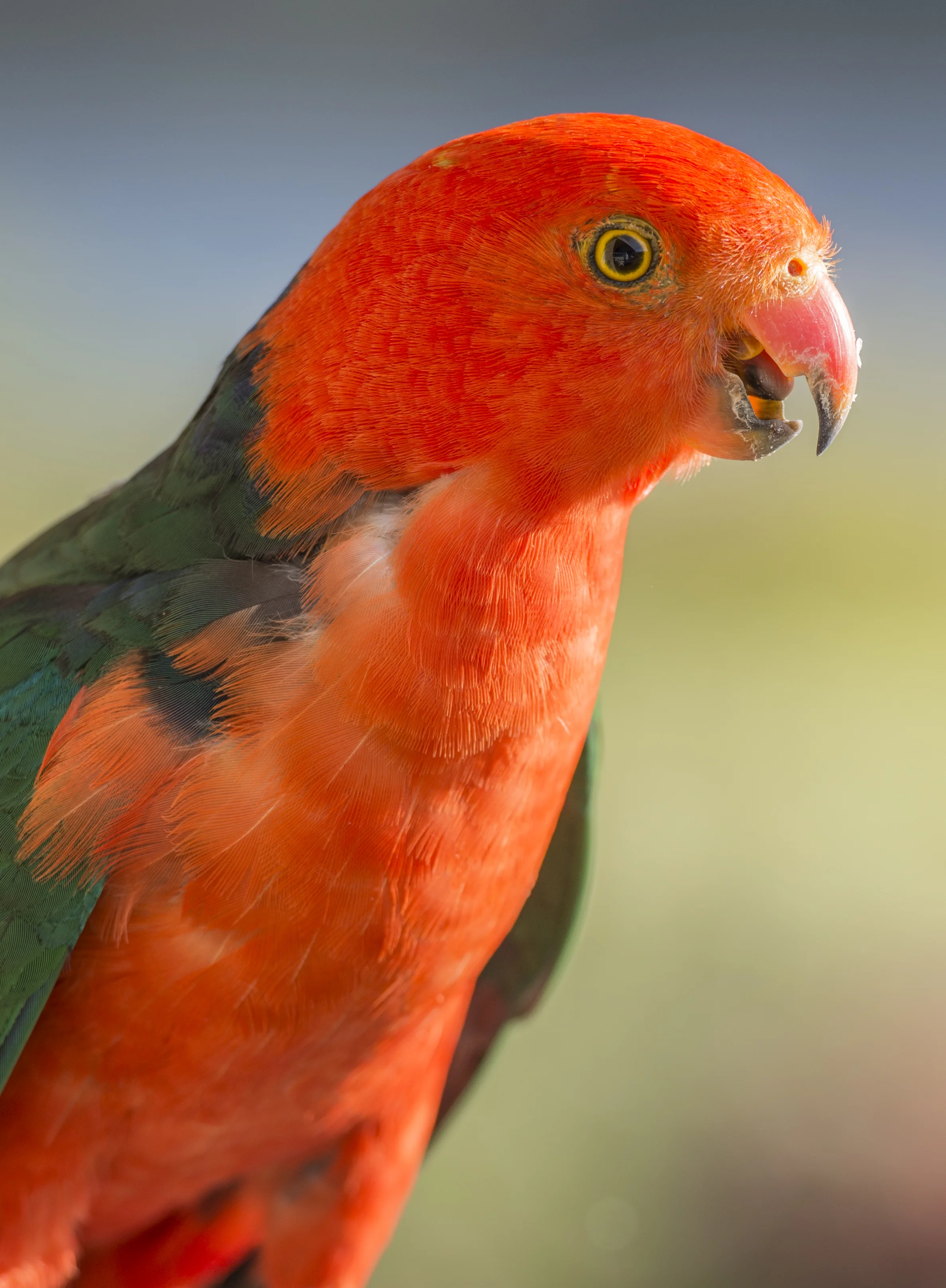 King Parrot