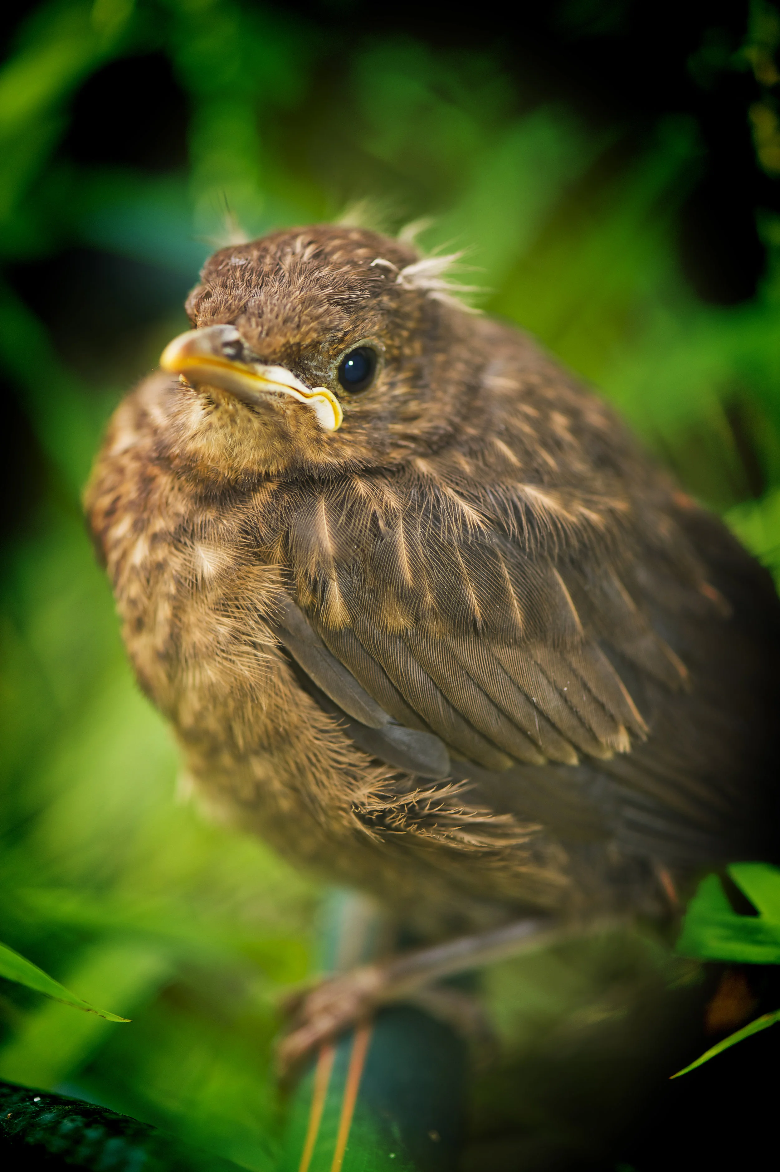 Blackbird Chick