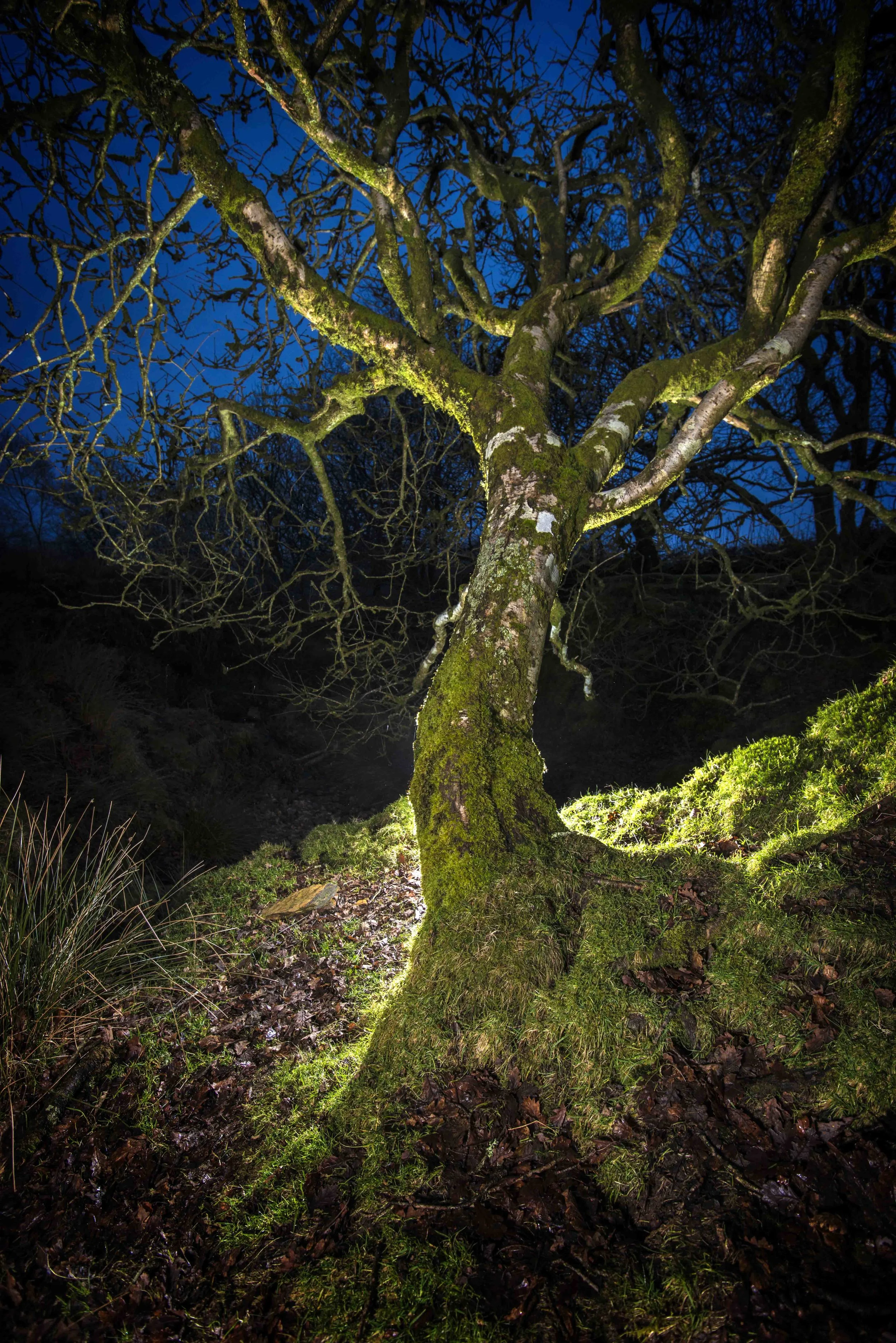 Exmoor