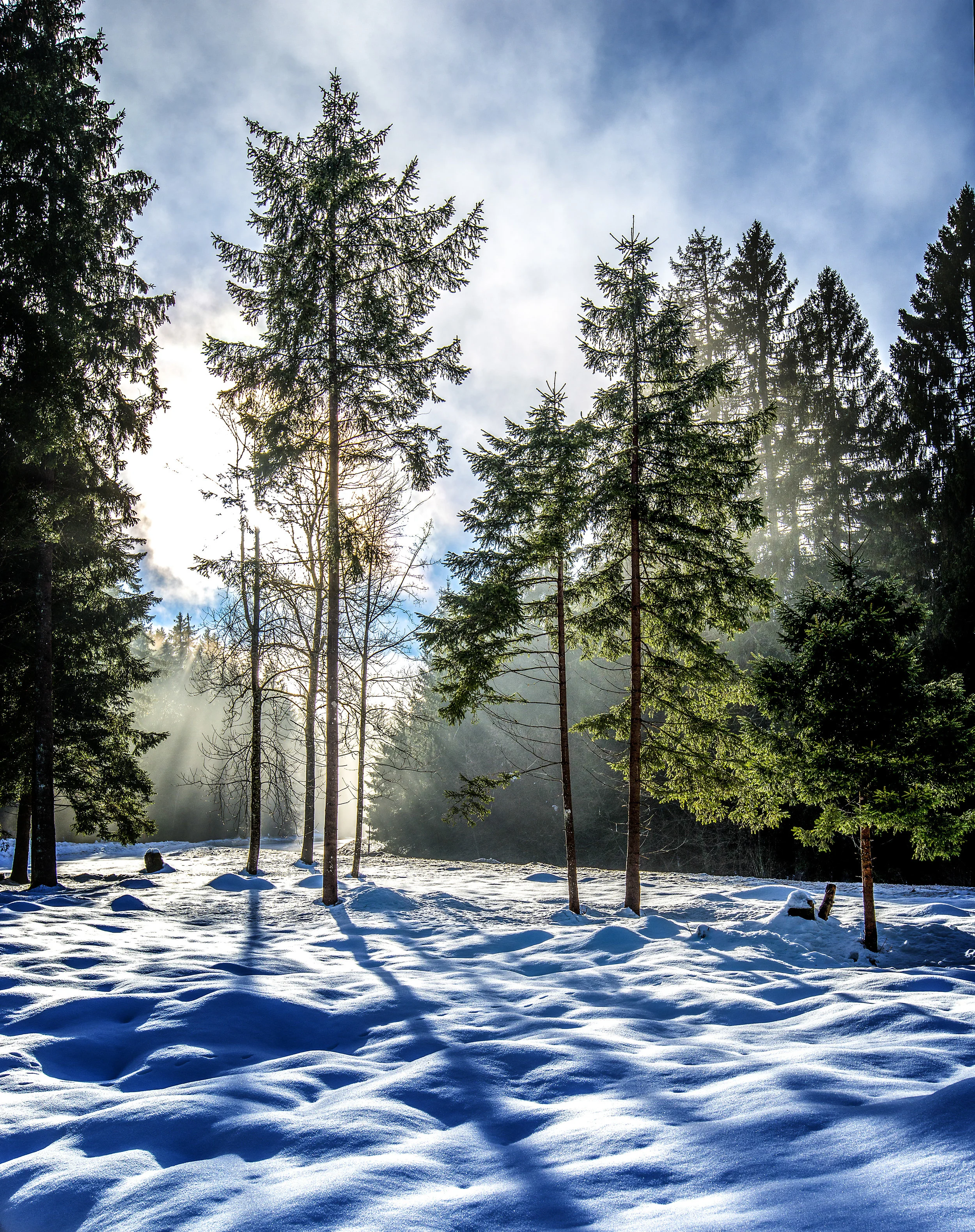 Black Forest