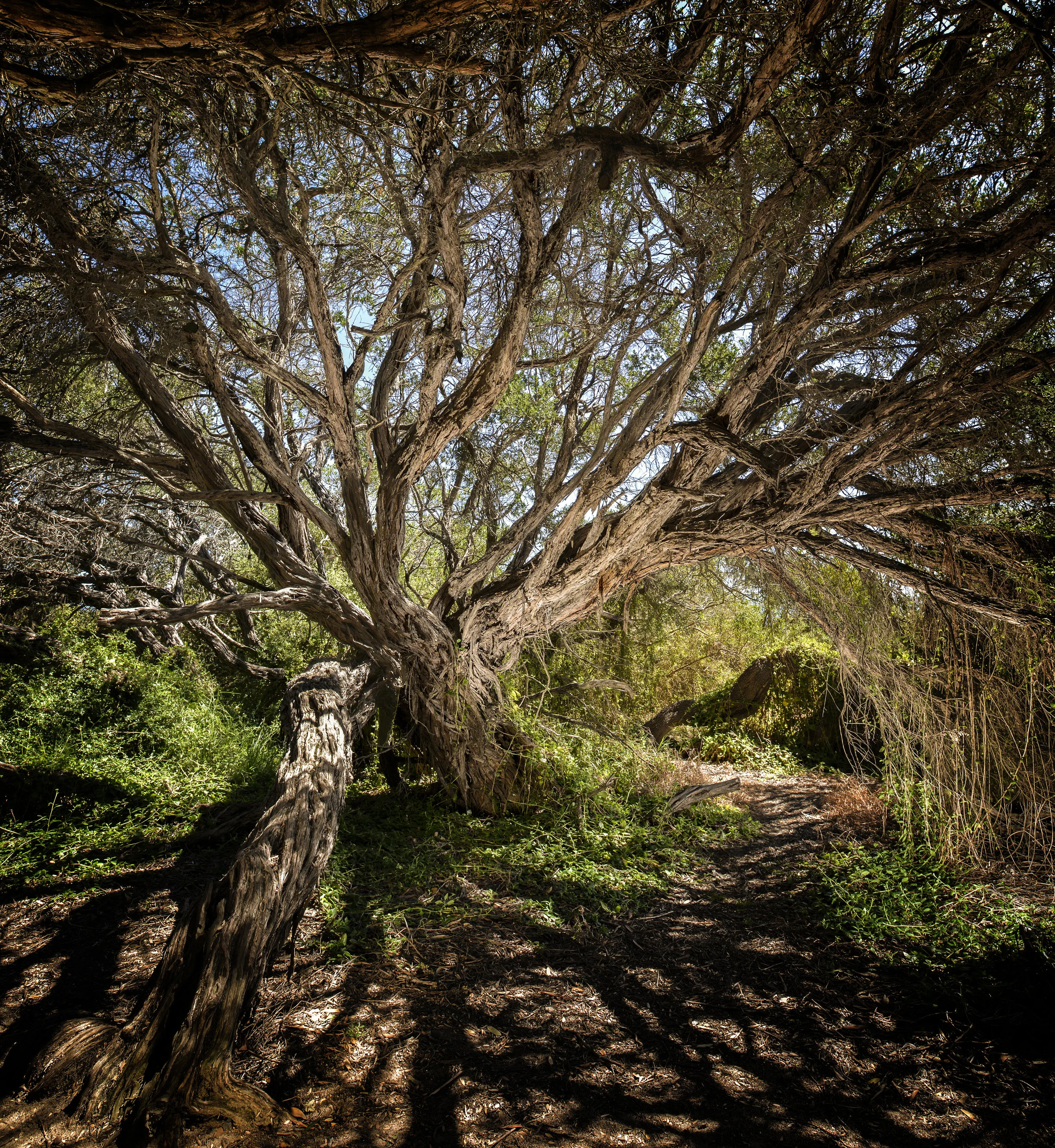 Arbour