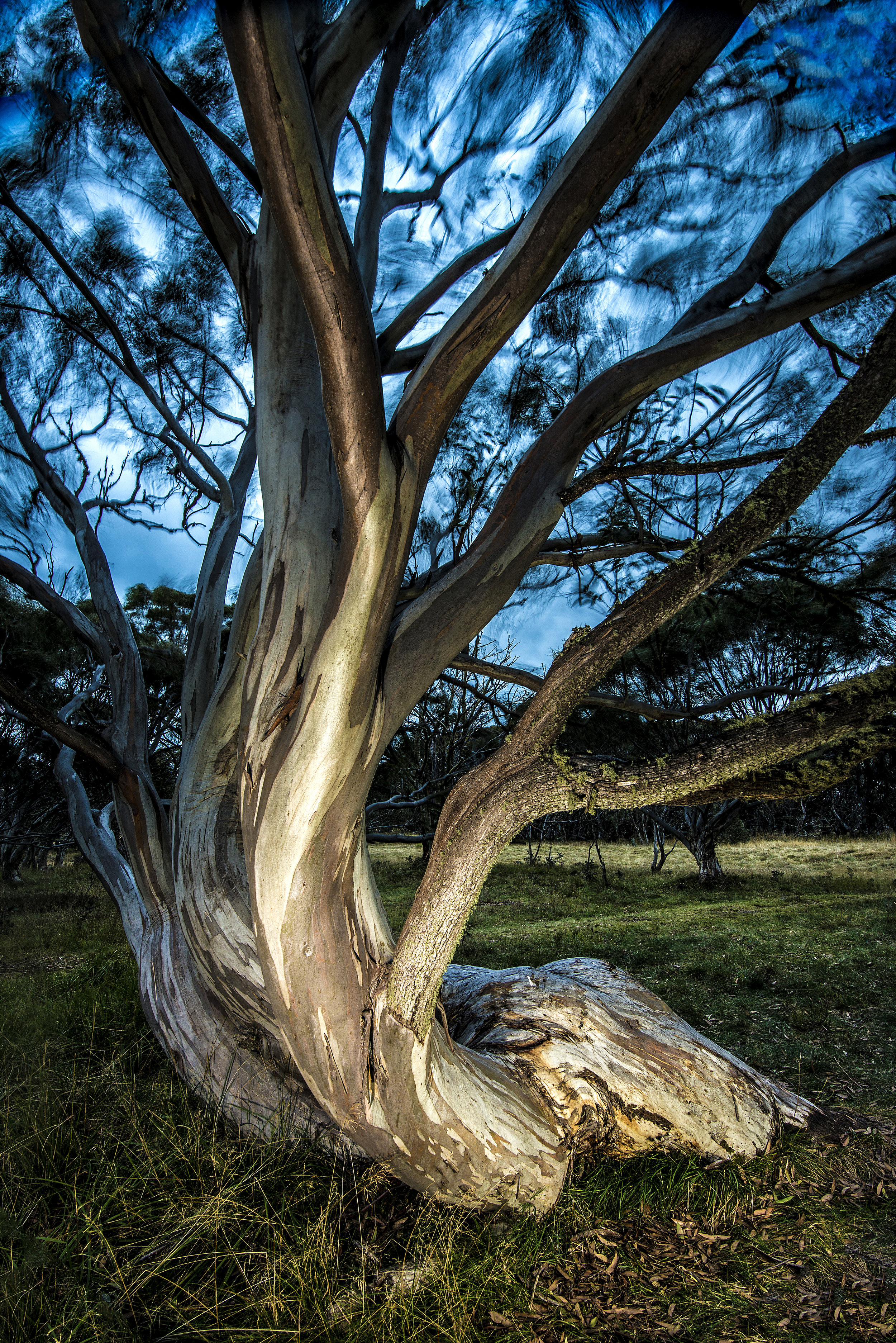 Snow Gum
