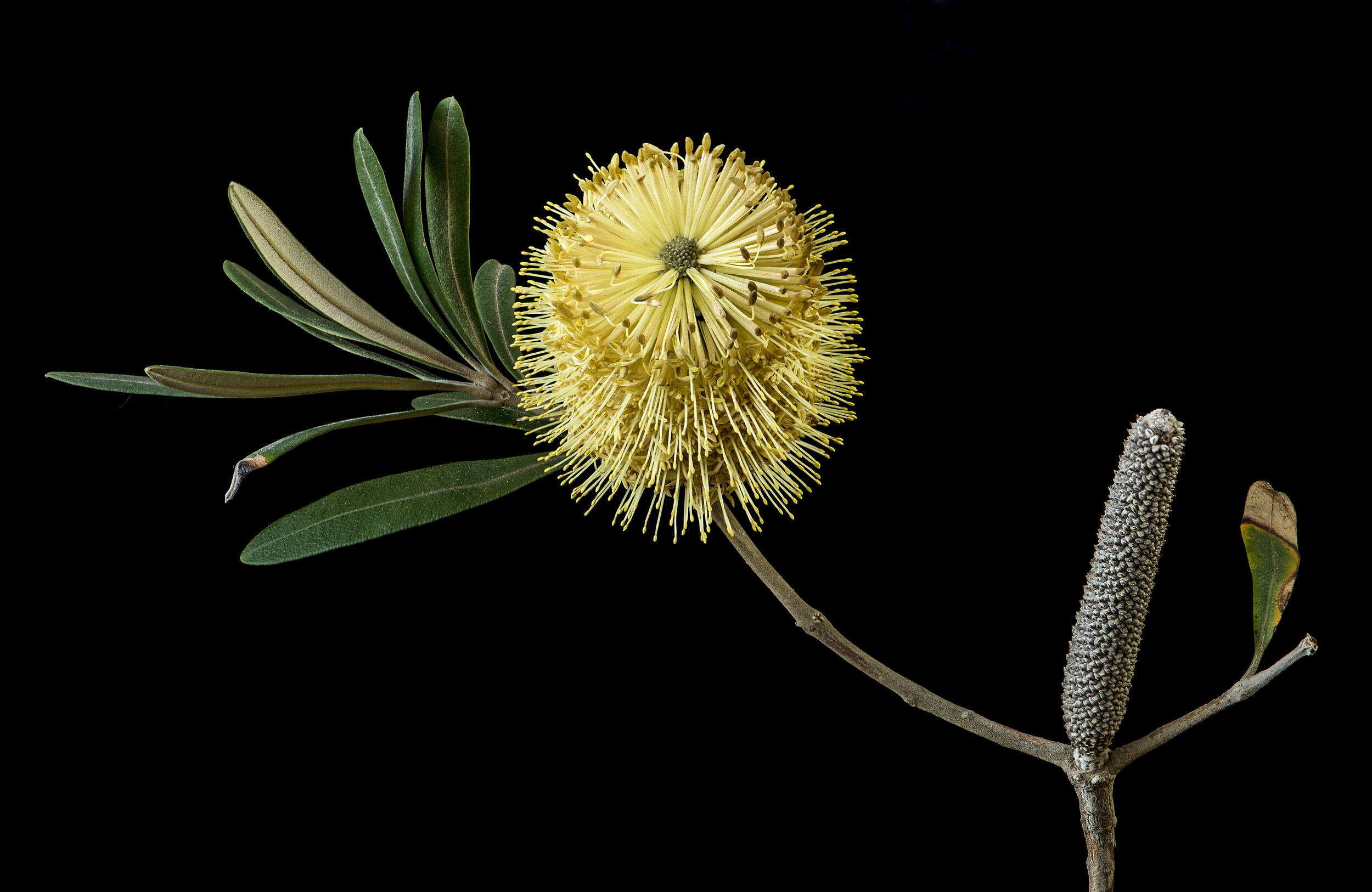 Banksia