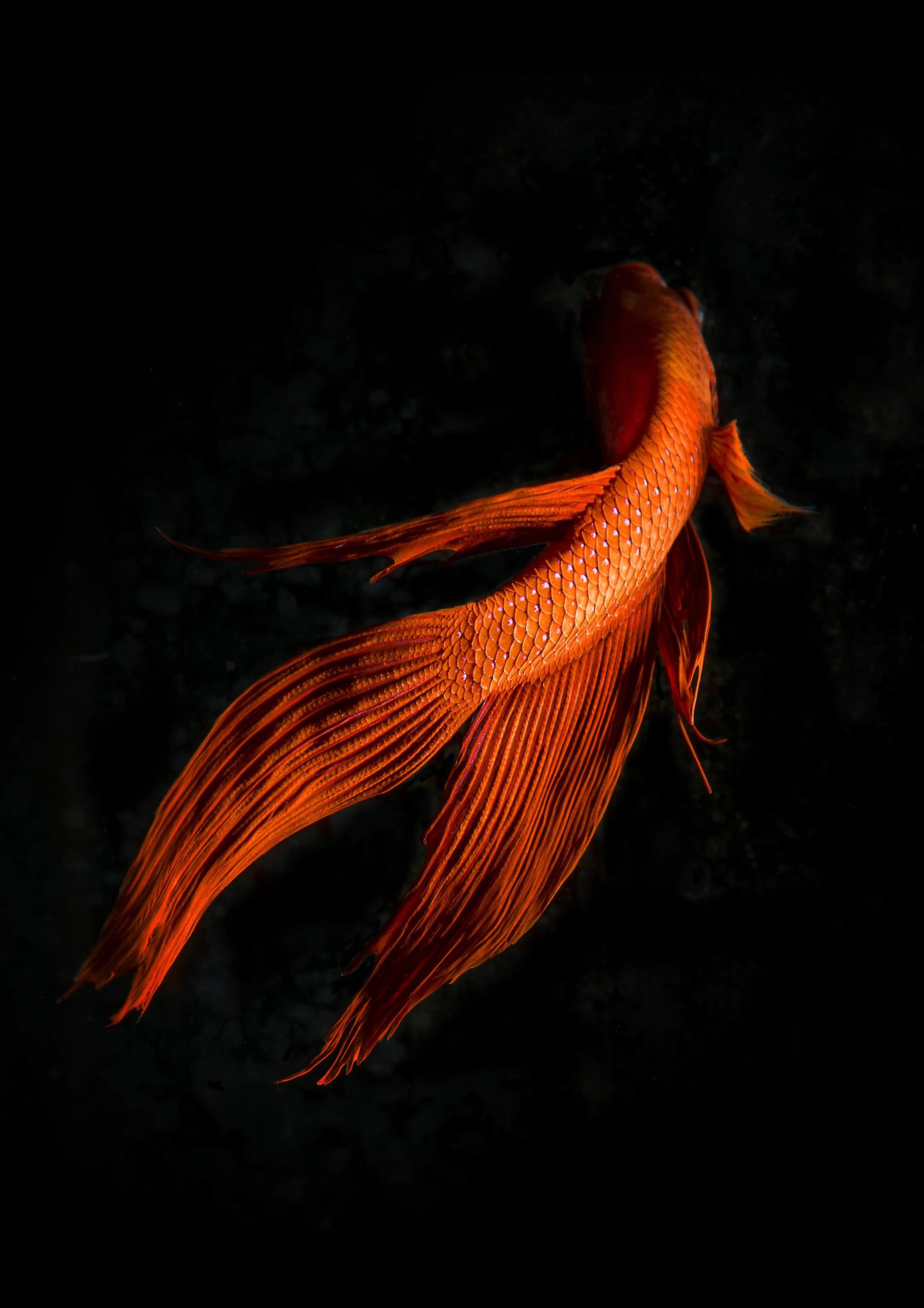 Red Betta