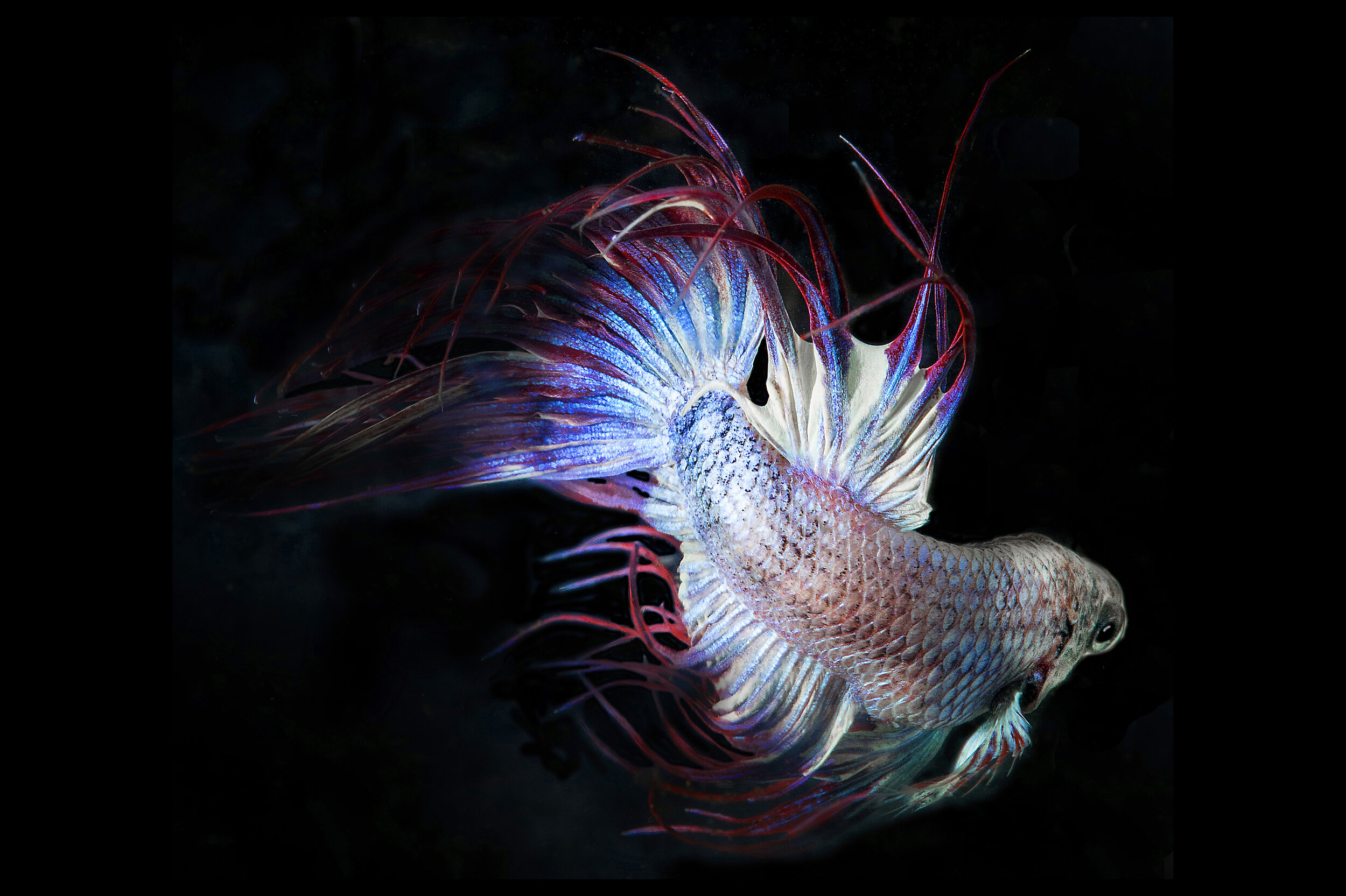 Cambodian Crown Tail